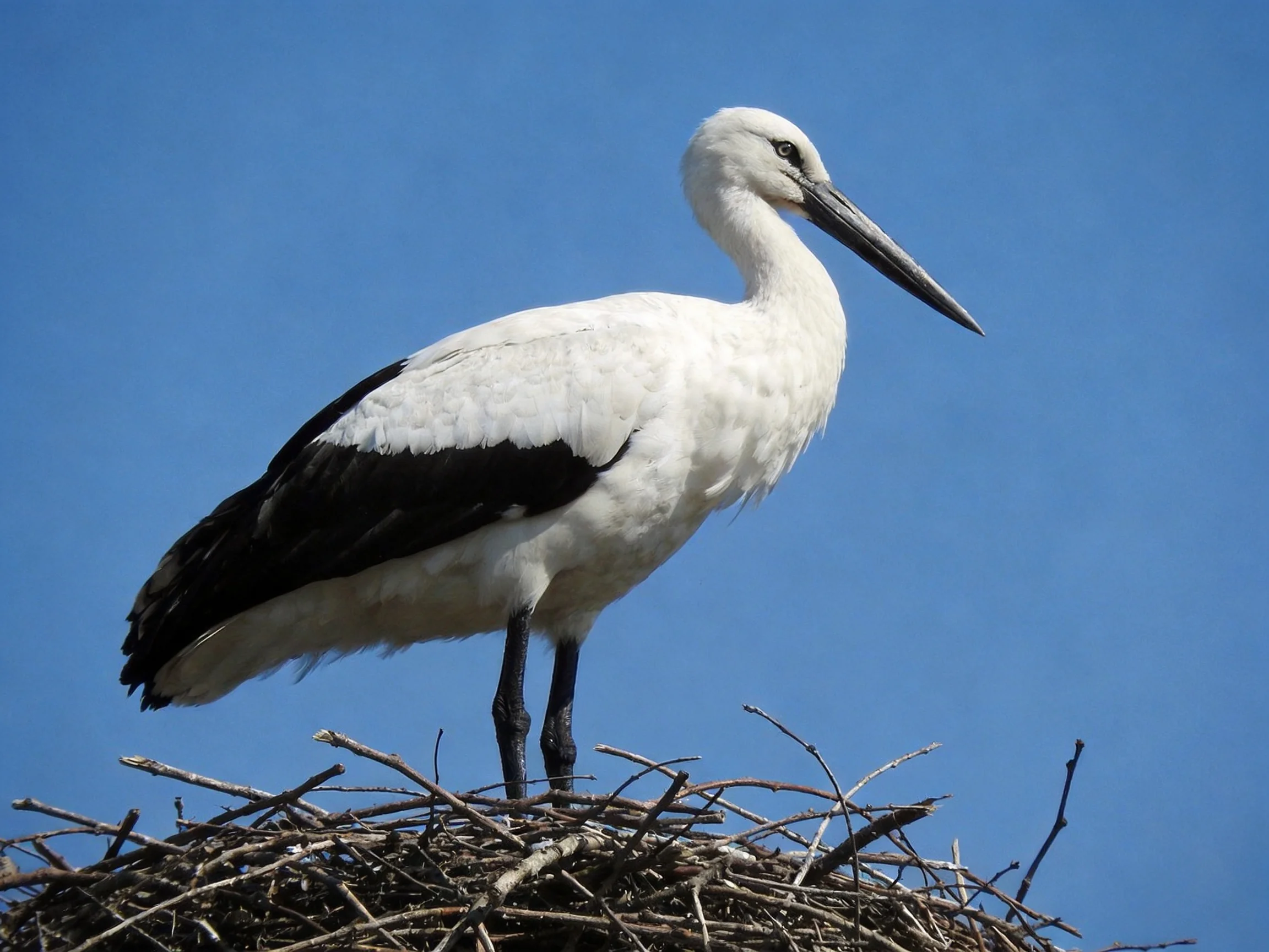 White and black stork on twig nest under blue sky