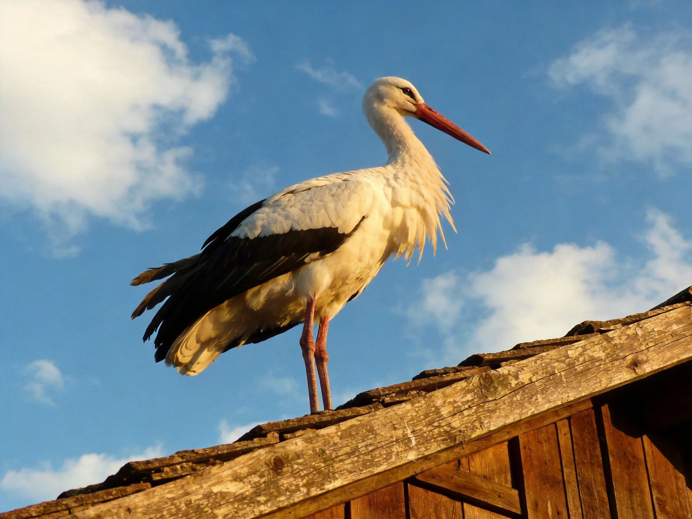 White and black stork onches on weathered wooden roof under blue sky