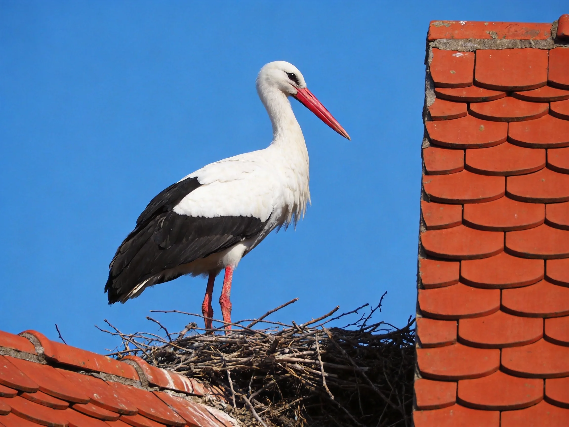 White and black stork with red beak on red-tiled rooftop nest