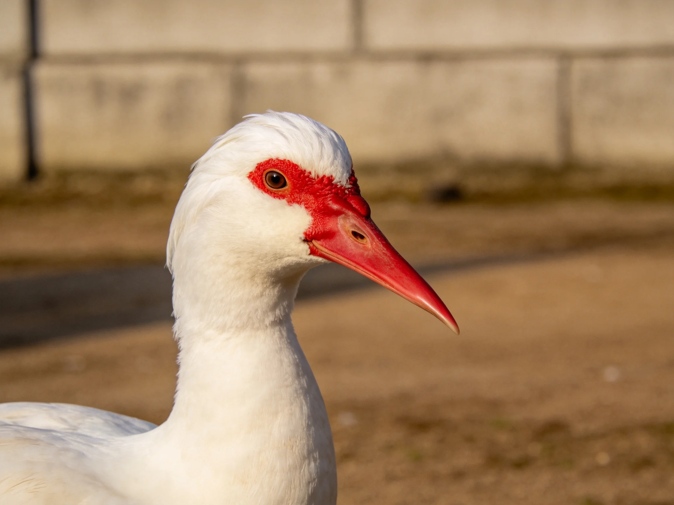 White bird with vivid red facial markings and elongated red beak