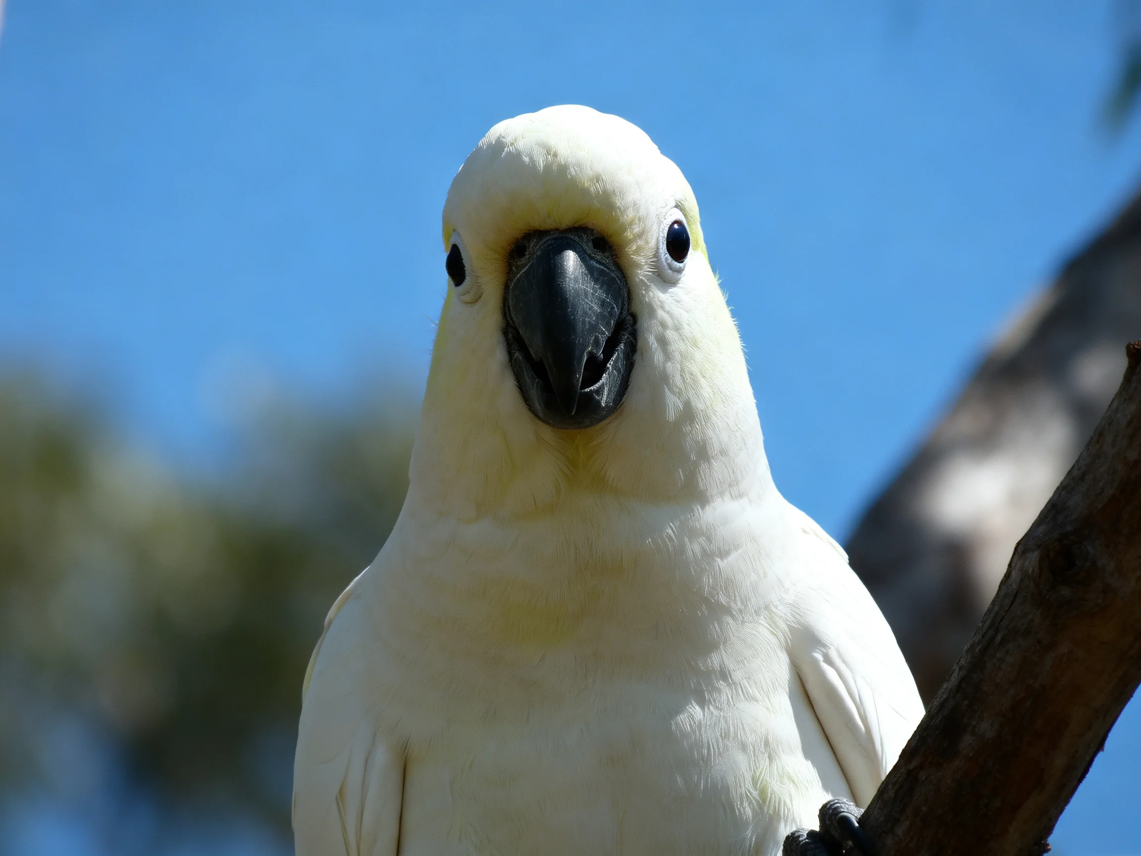 White cockatoo with black beak perched on tree branch
