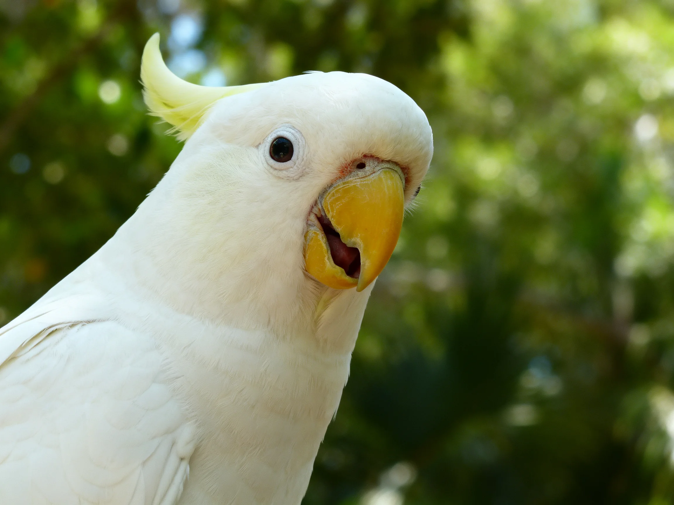 White cockatoo with yellow crest and beak in greenery