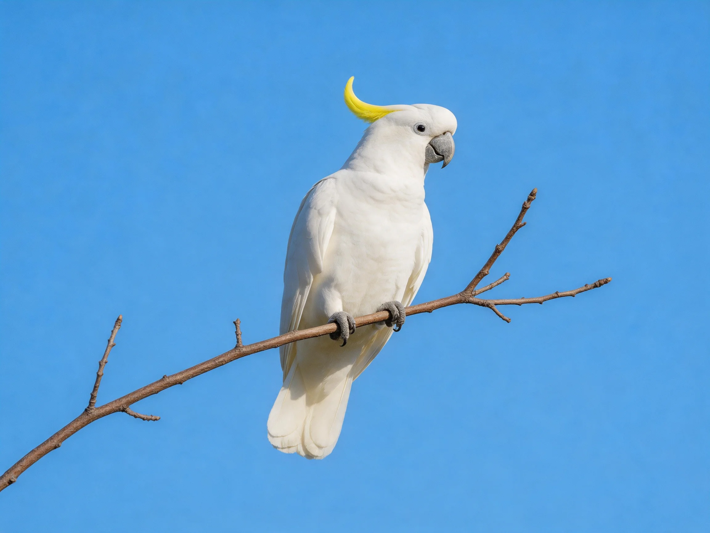 White cockatoo with yellow crest perched on a bare branch