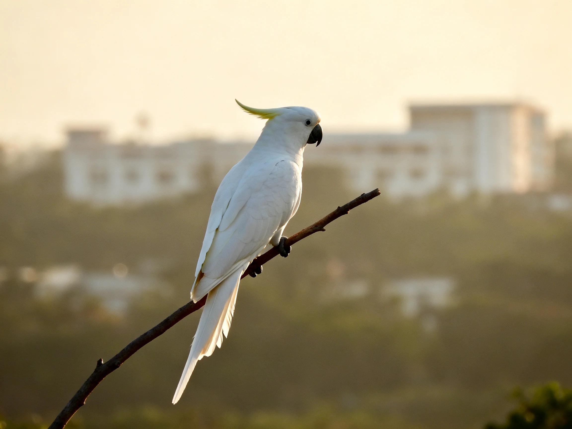 White cockatoo with yellow crest perched on a branch near buildings