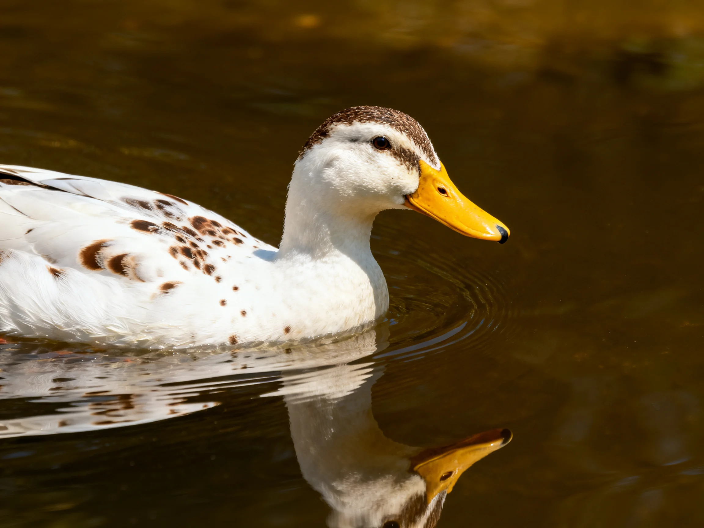 White duck with brown spots swims in calm brown water