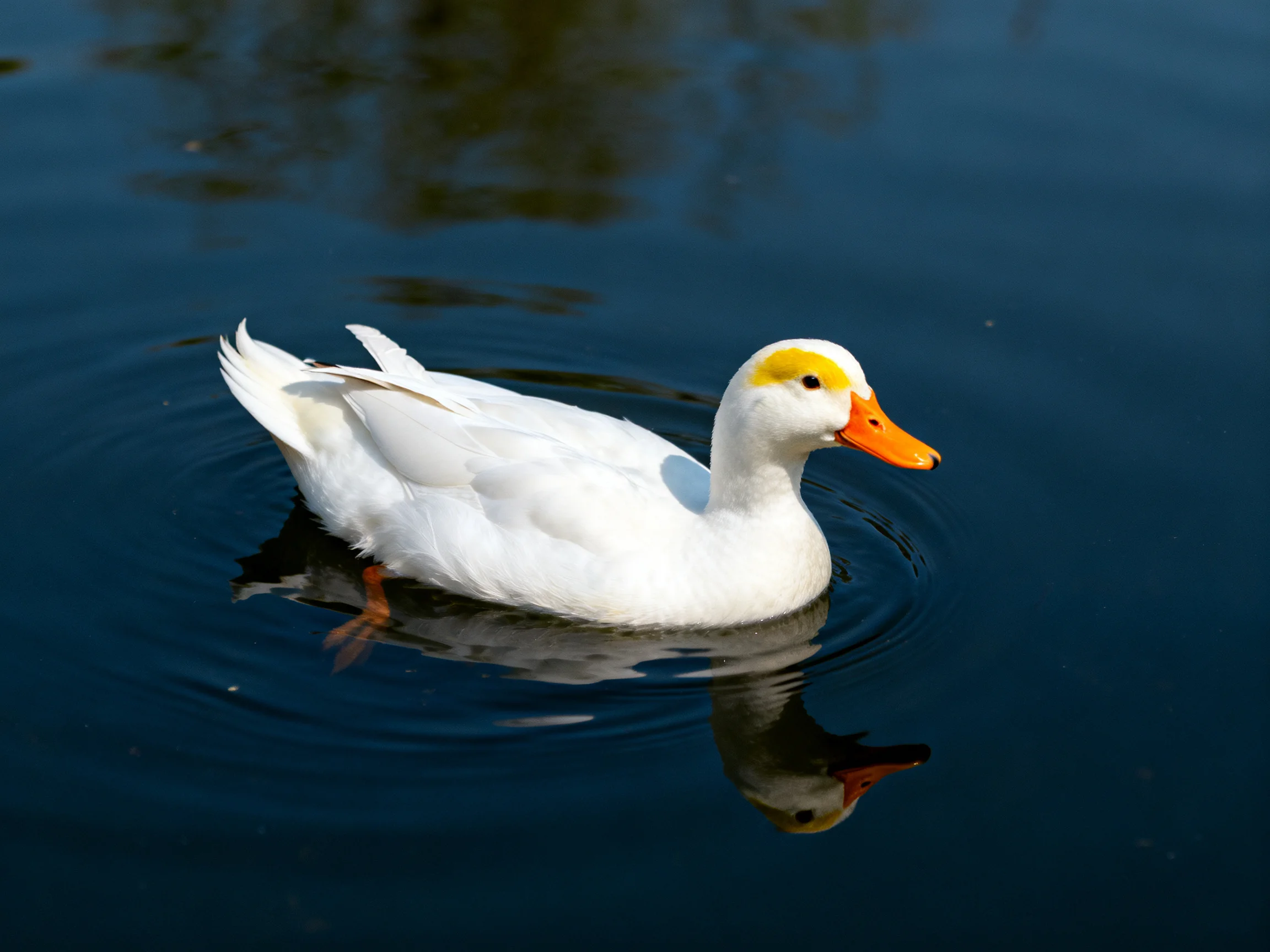 White duck with orange beak swims in deep blue water