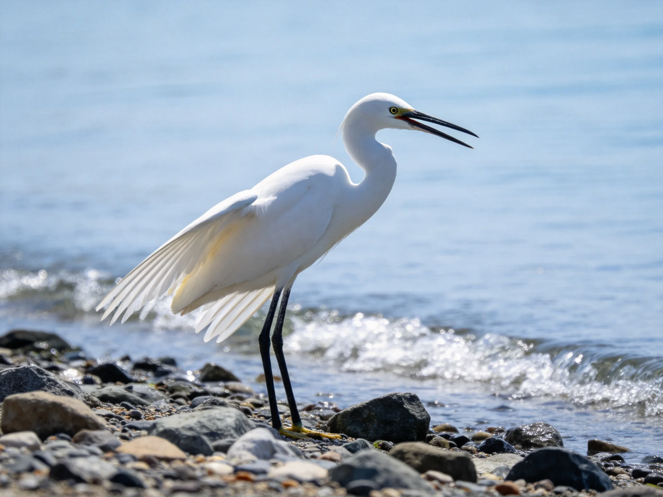White egret on pebbly shore by calm blue water