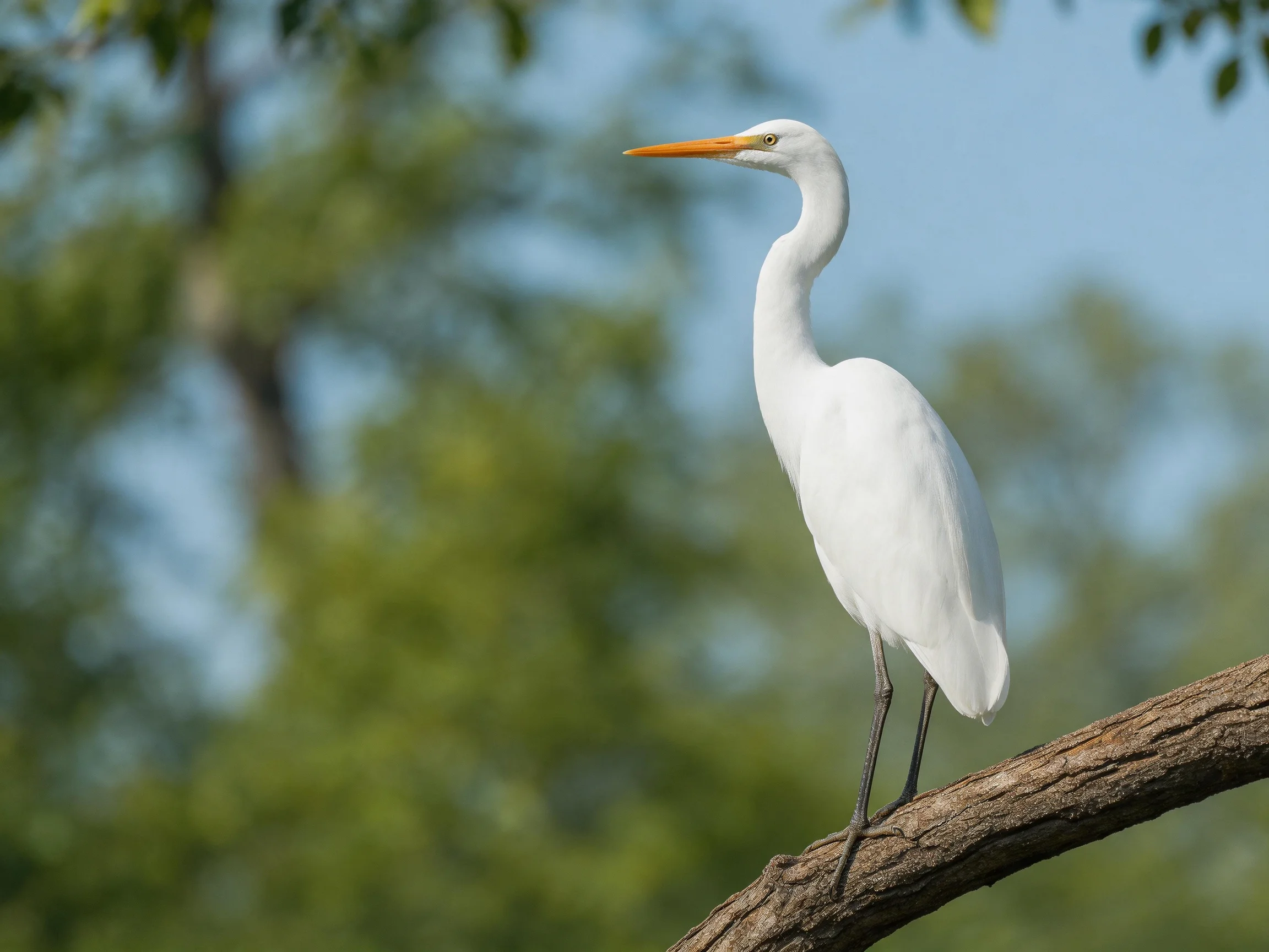 White egret perched on a brown tree branch near green foliage