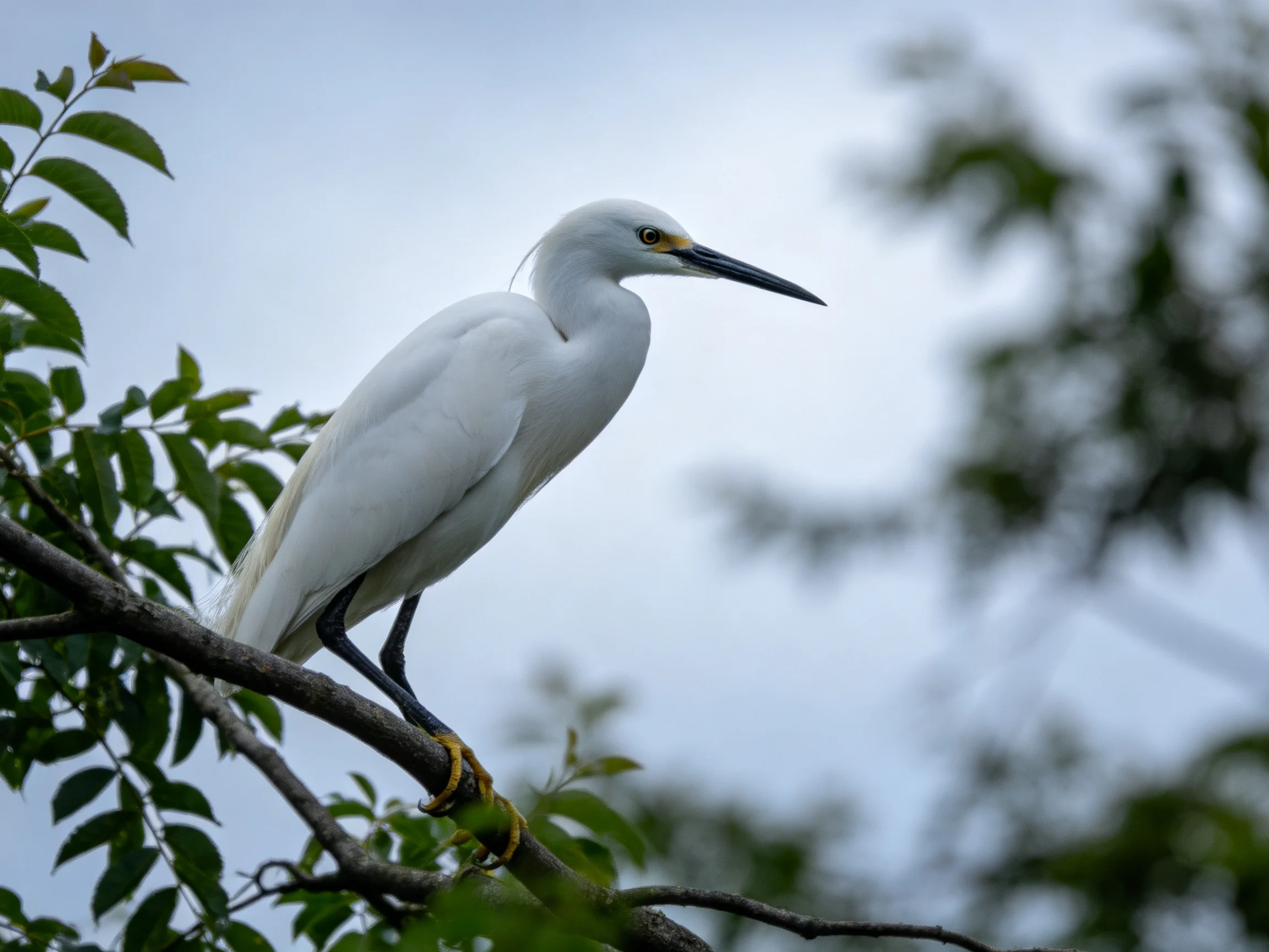 White egret perched on a leafy branch amid green foliage and cloudy sky