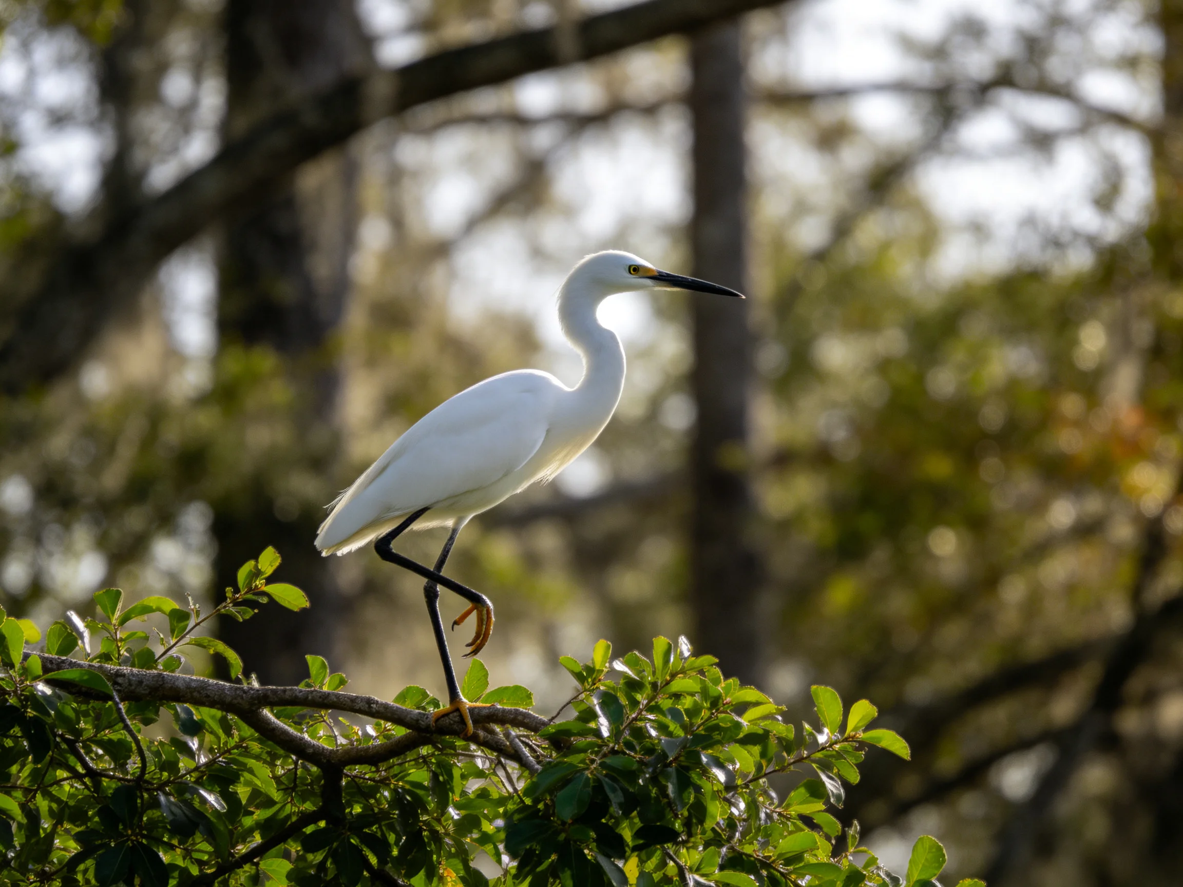 White egret perched on leafy branch in forested area