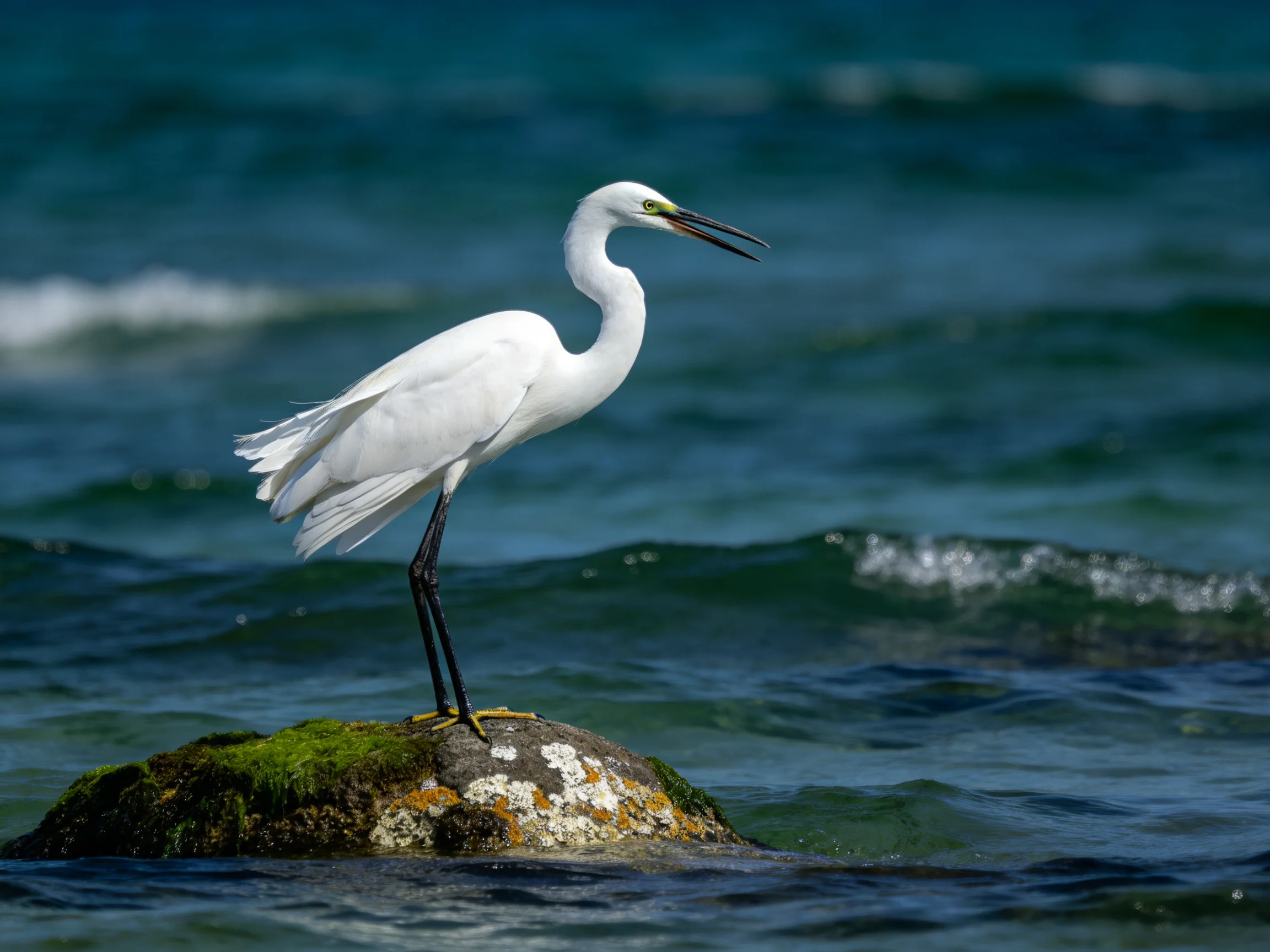 White egret perched on moss-covered rock amid turquoise ocean waves