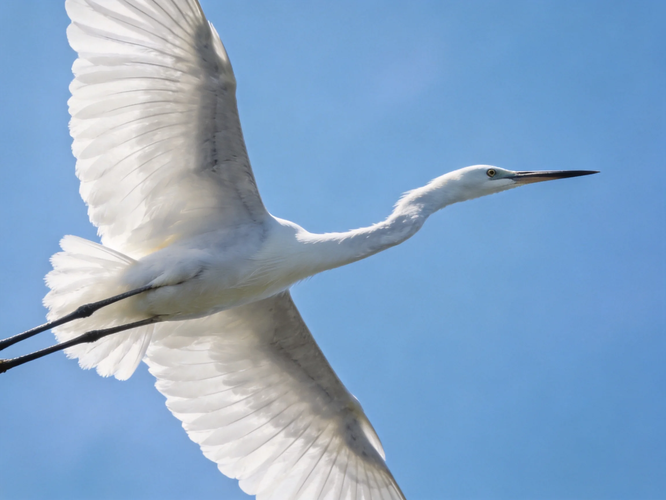 White egret soaring with outstretched wings against clear blue sky