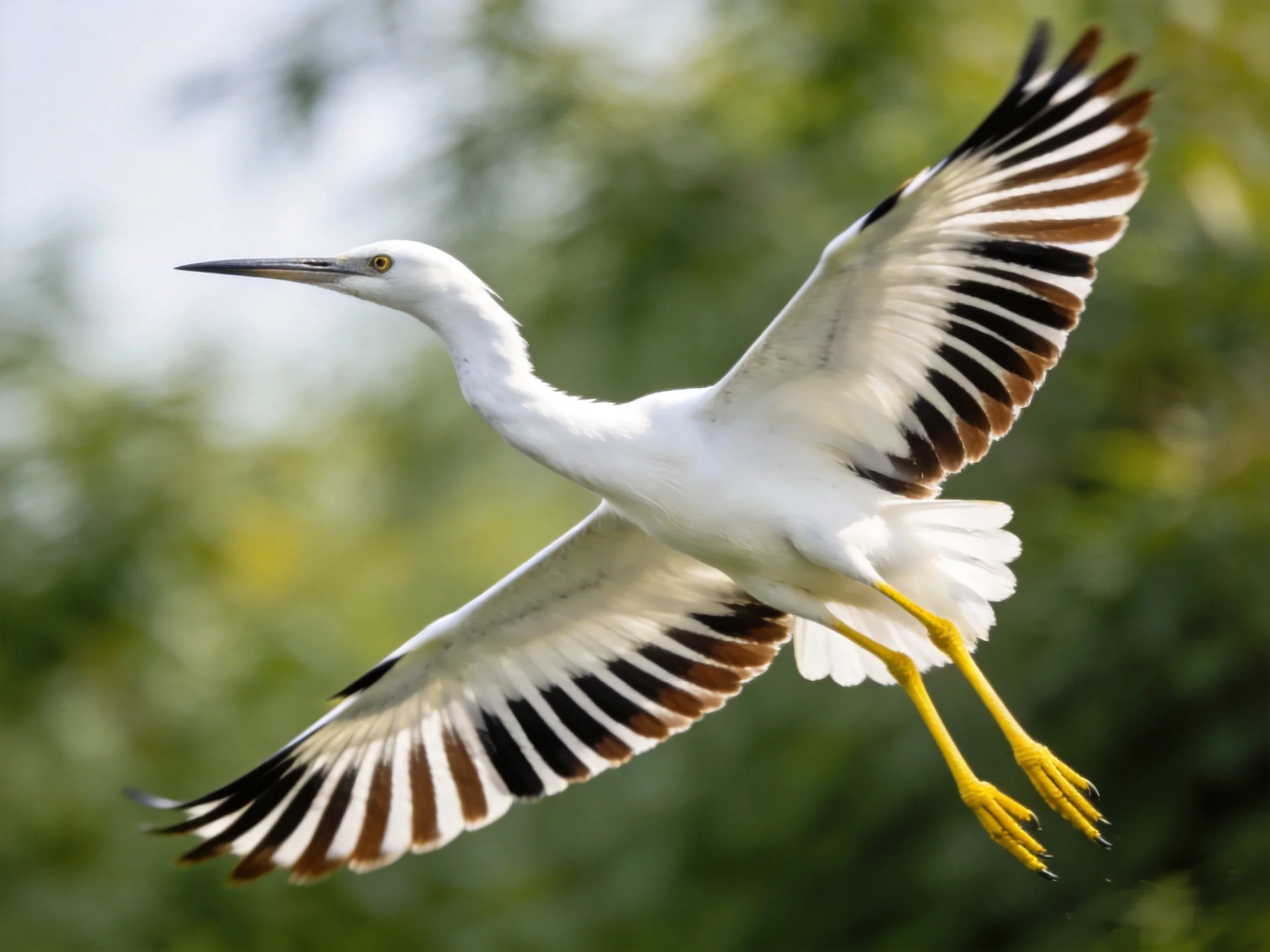 White egret spreading wings with yellow talons