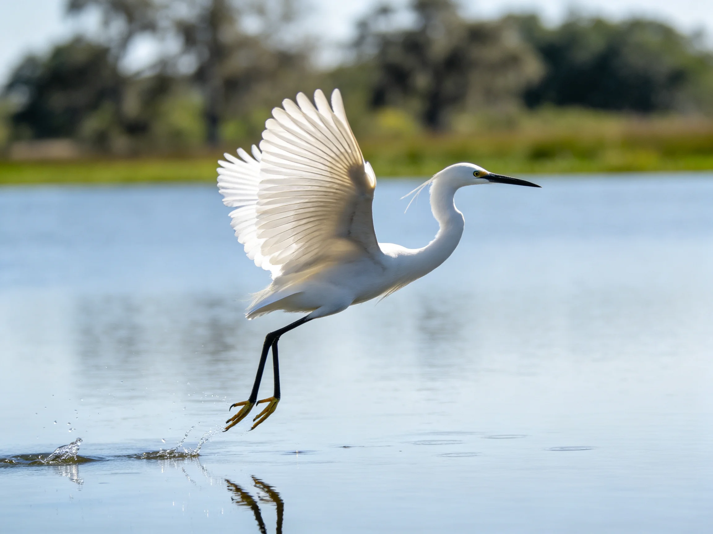 White egret taking flight over serene blue water
