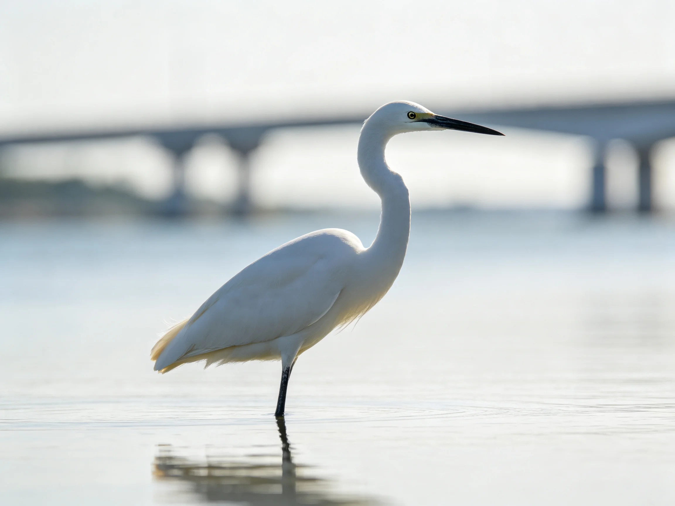 White egret wades in calm water near a bridge