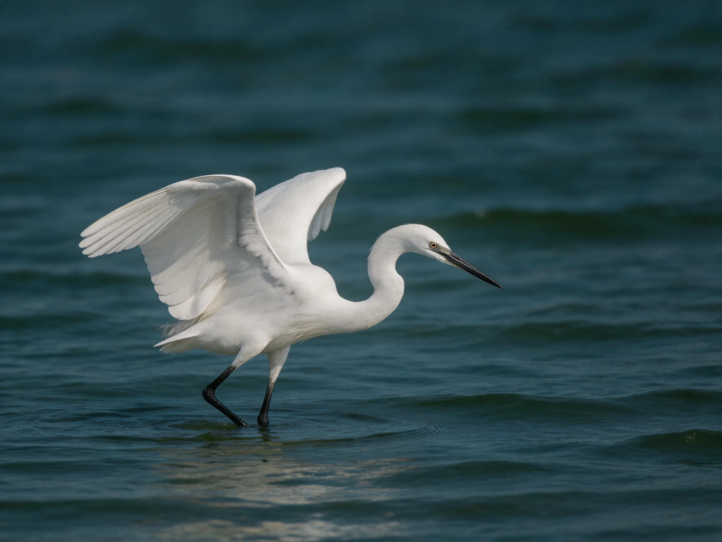 White egret wading through calm blue-green waters with wings partially extended