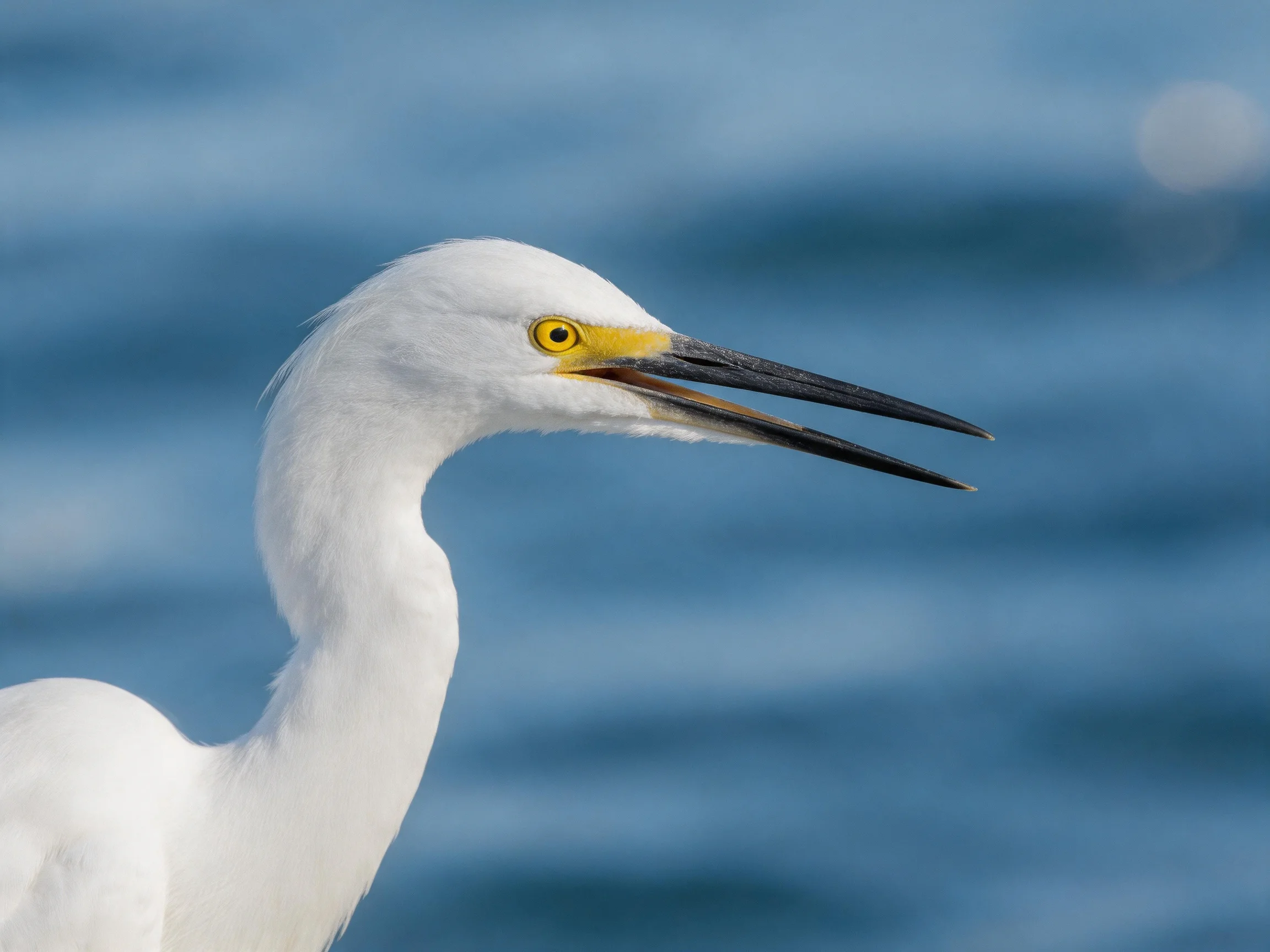 White egret with long black beak near blue water