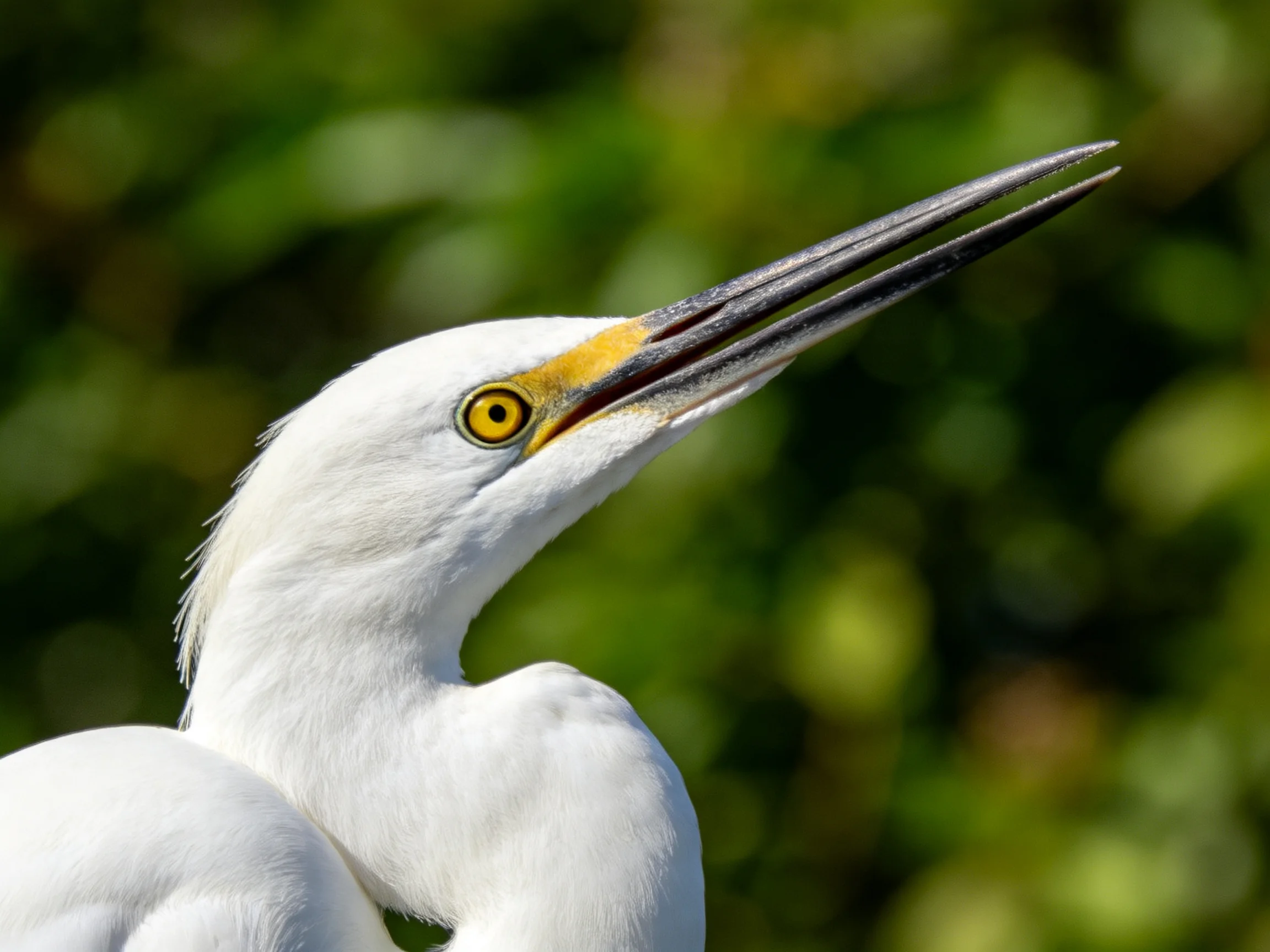 White egret with long pointed beak near green foliage