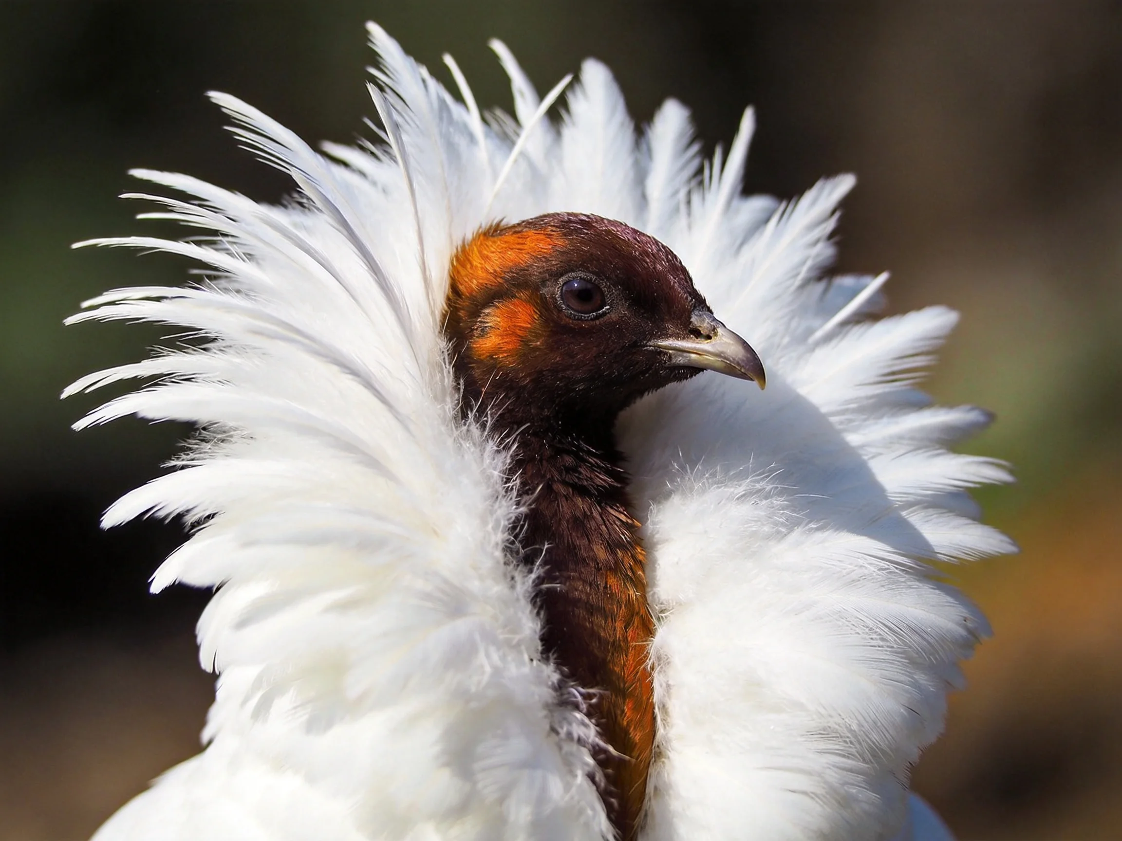 White-feathered bird with reddish-brown head and elaborate crest