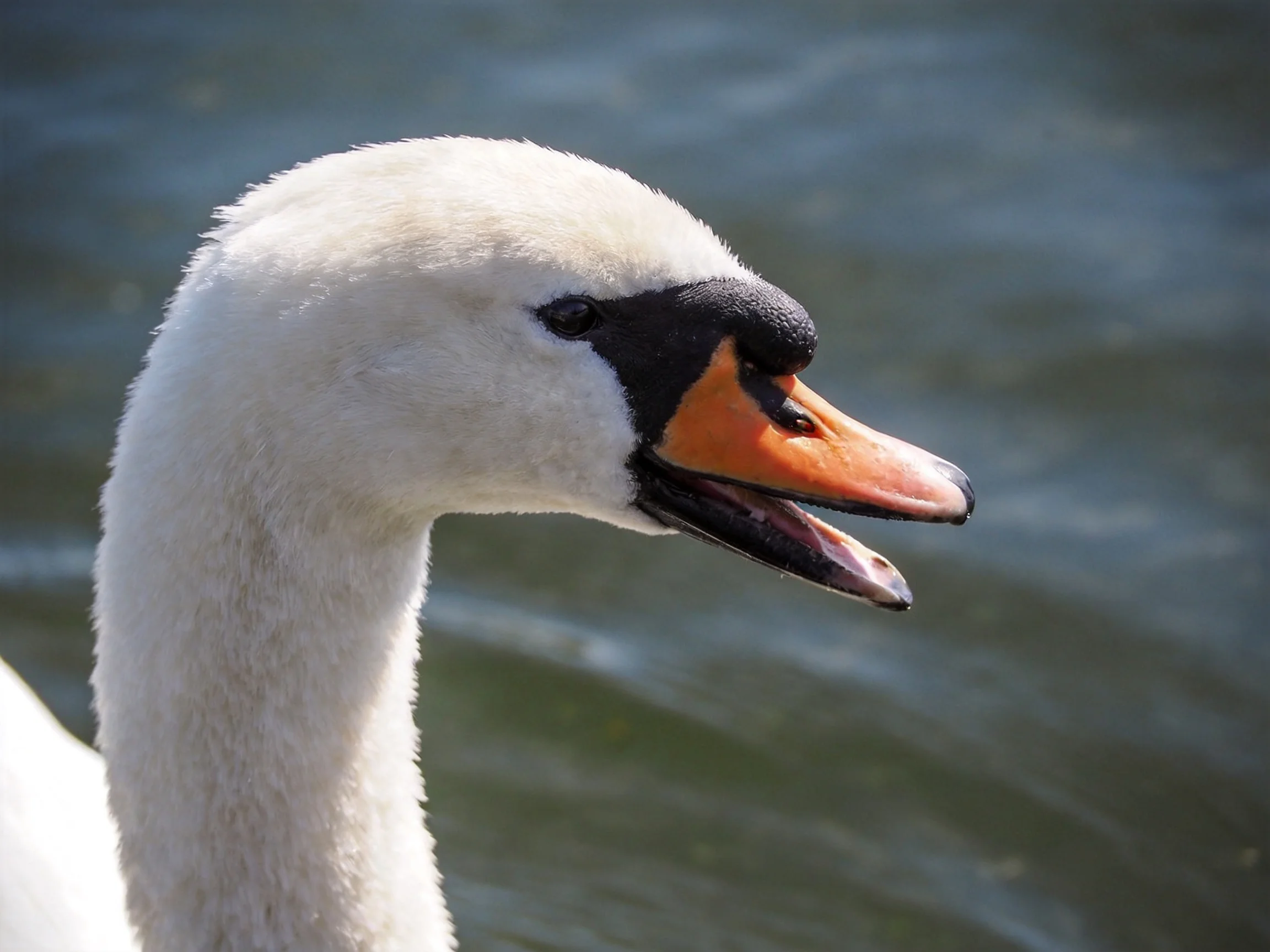 White-feathered swan with orange beak near rippling water
