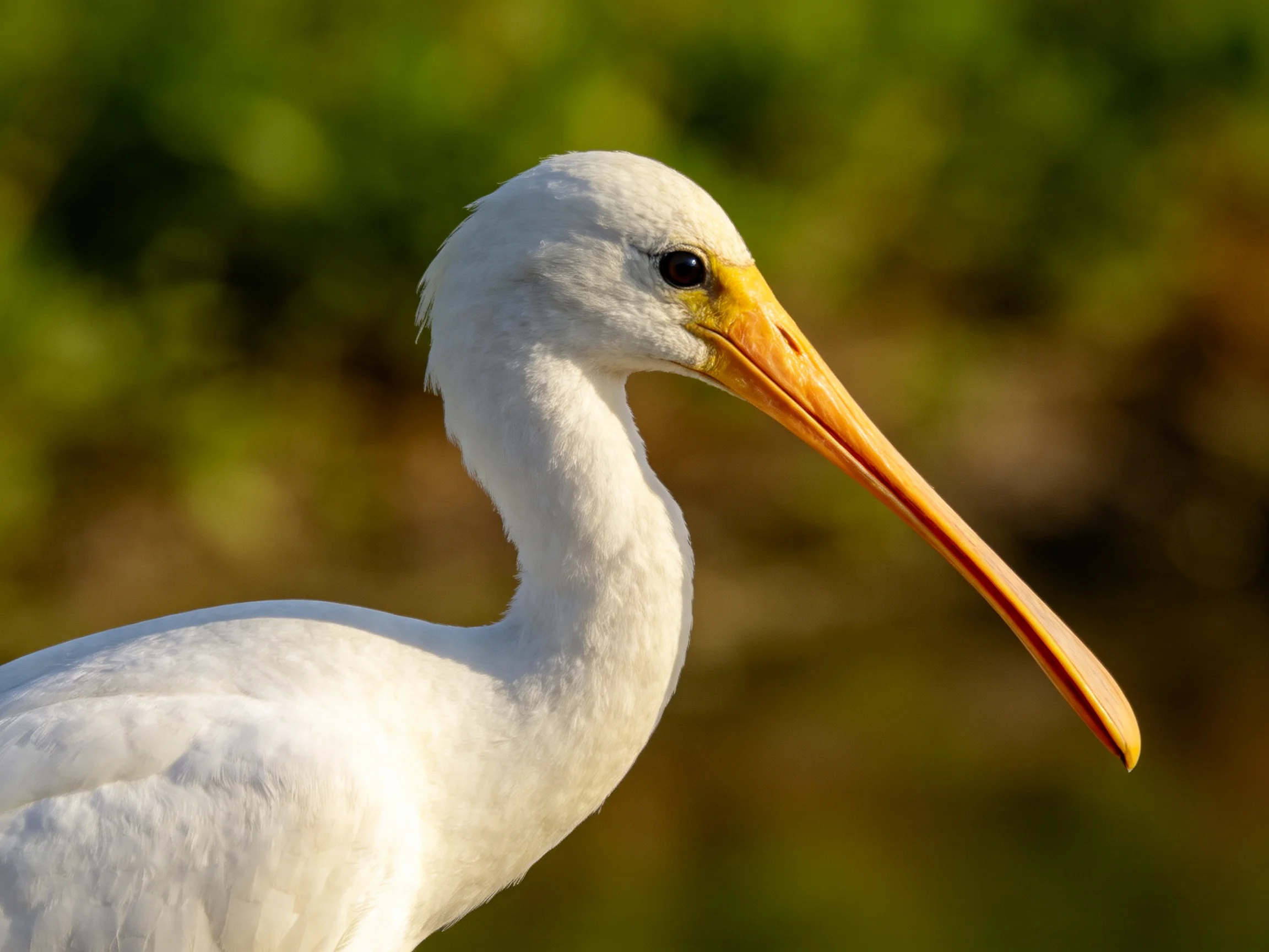 White-featheredbird with long orange beak near blurred green foliage