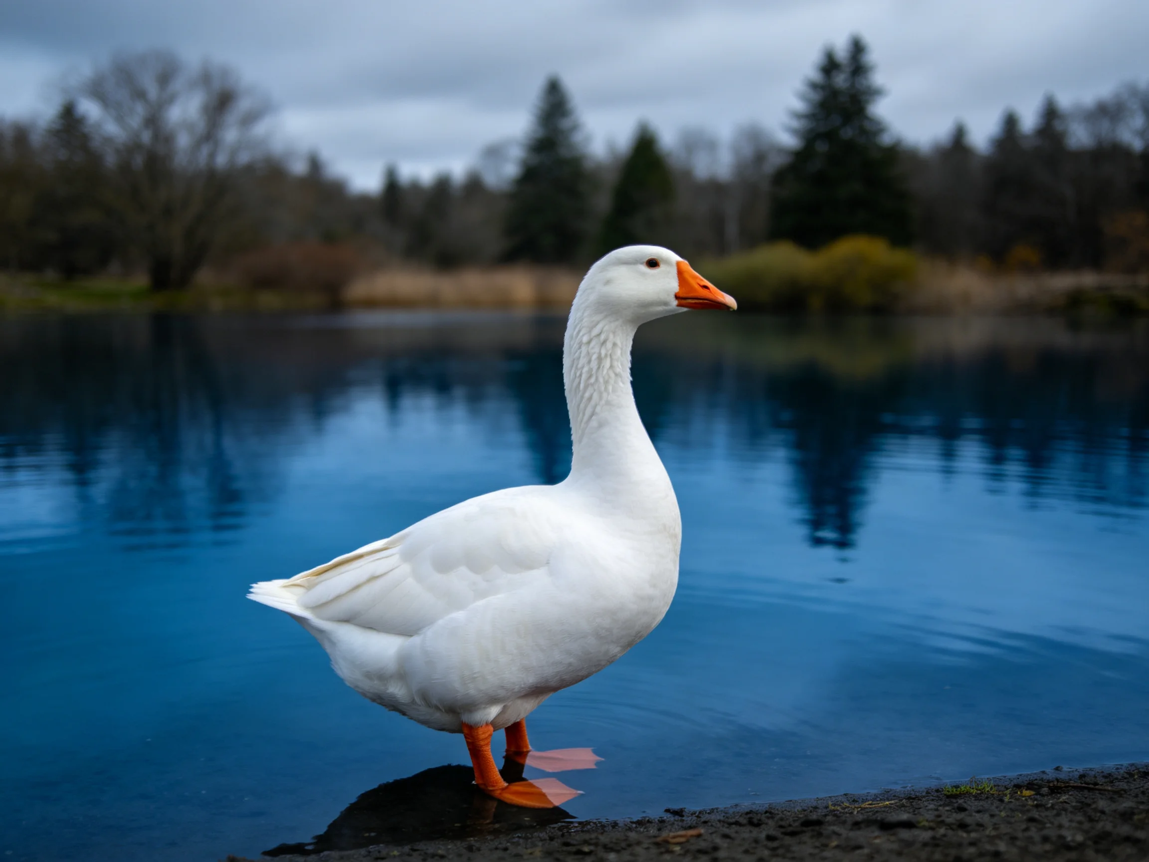 White goose by calm blue water near trees