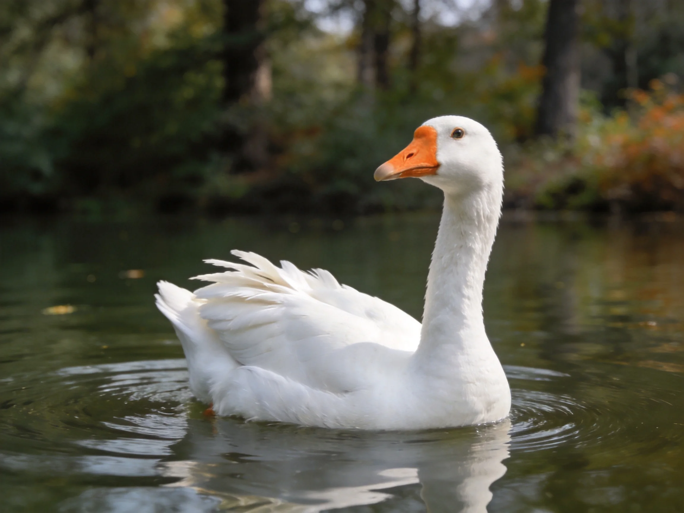 White goose gliding smoothly over calm water near wooded areas