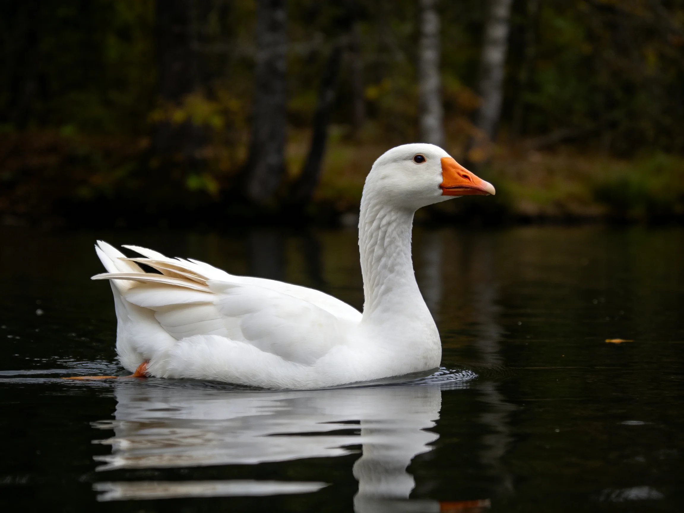 White goose gliding through calm, dark water