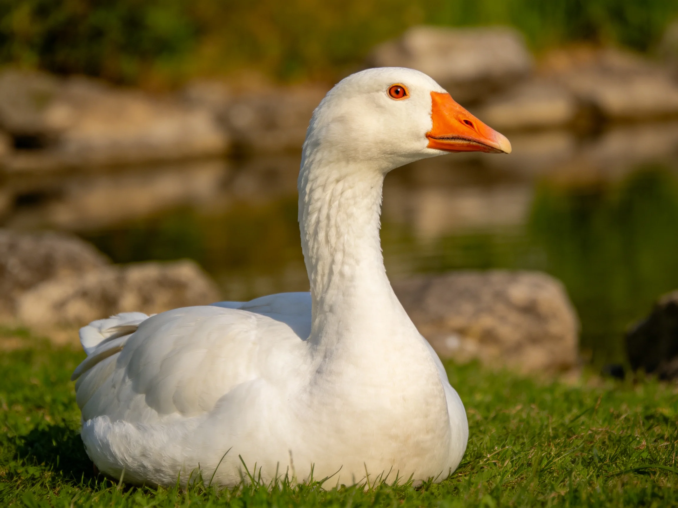 White goose resting on green grass near rocky waterside