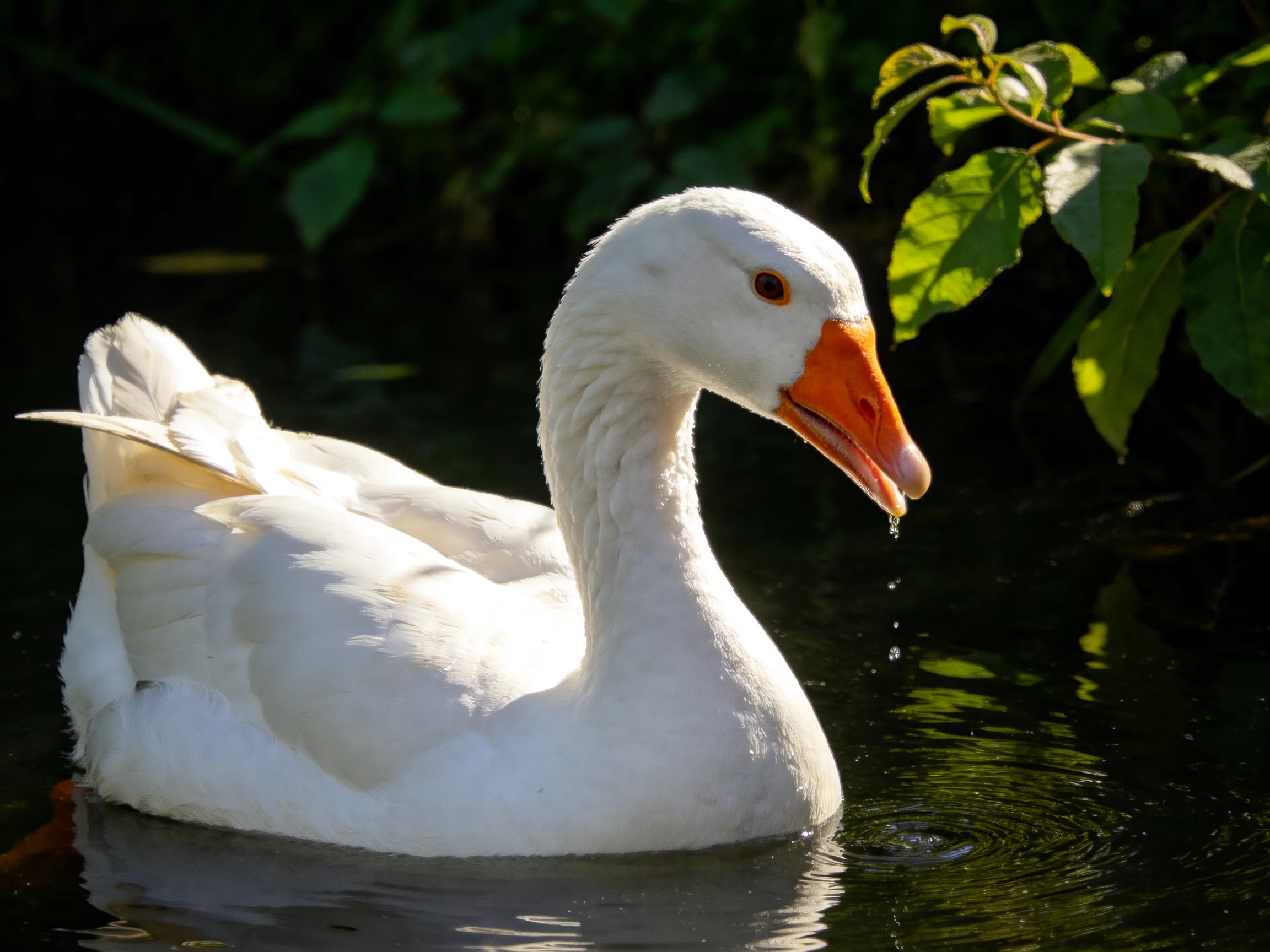 White goose swimming in calm water near green foliage