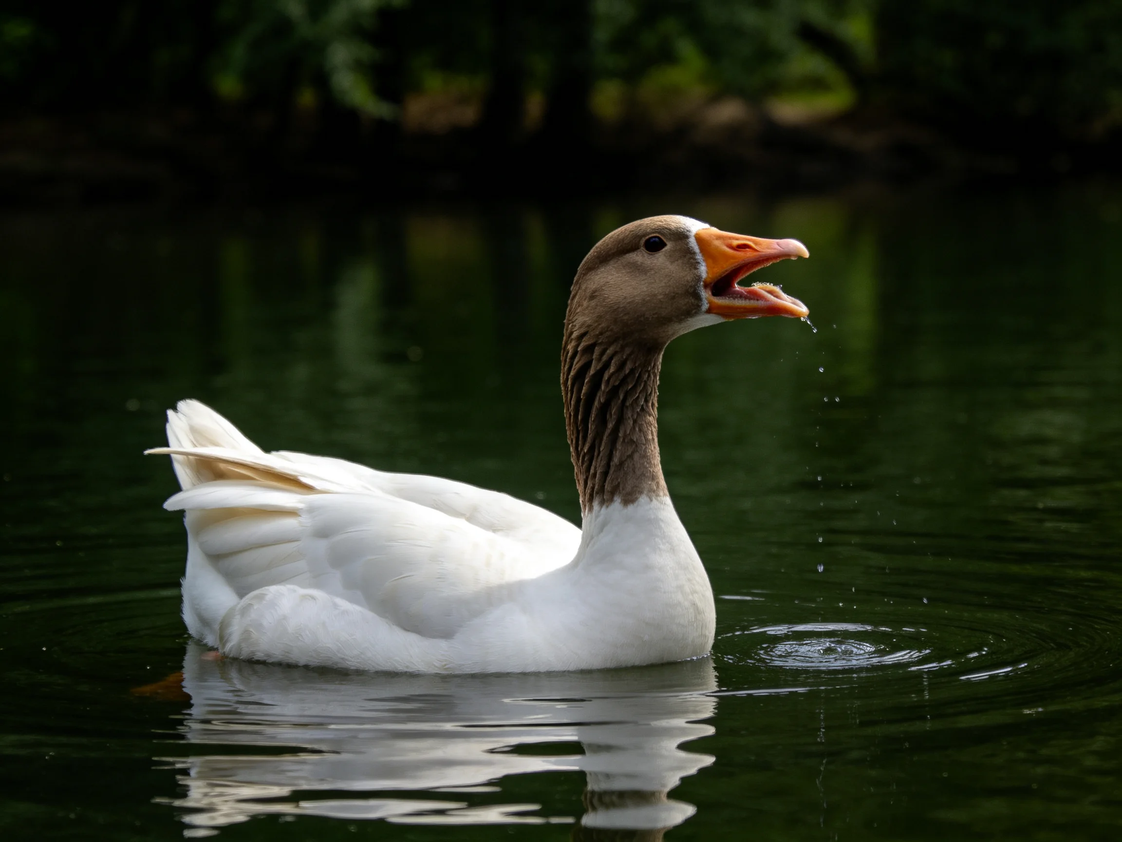 White goose with brown head swims in dark green water