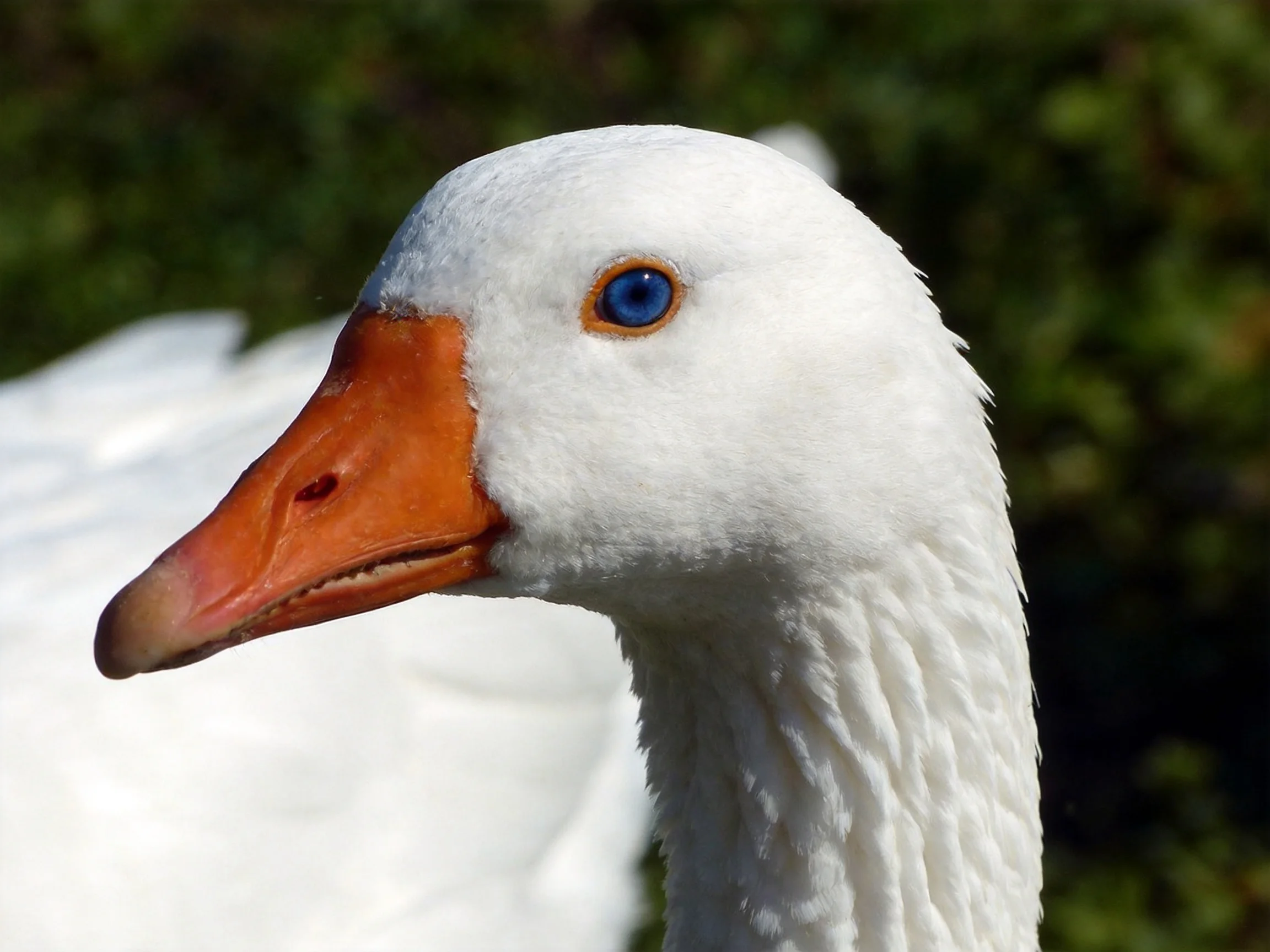 A close-up of a white goose with an orange beak and blue eye.