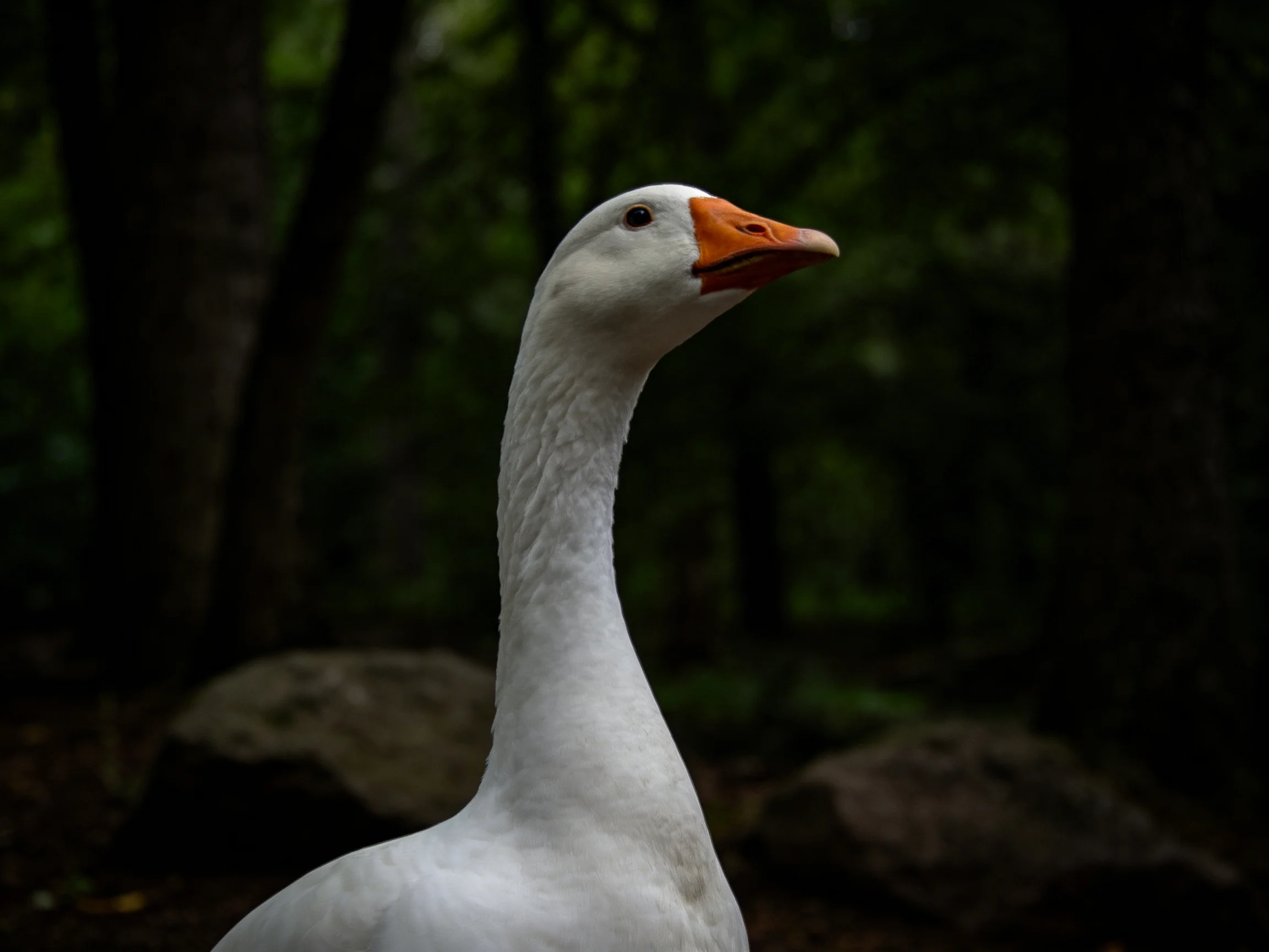 White goose with orange beak near dark forest rocks