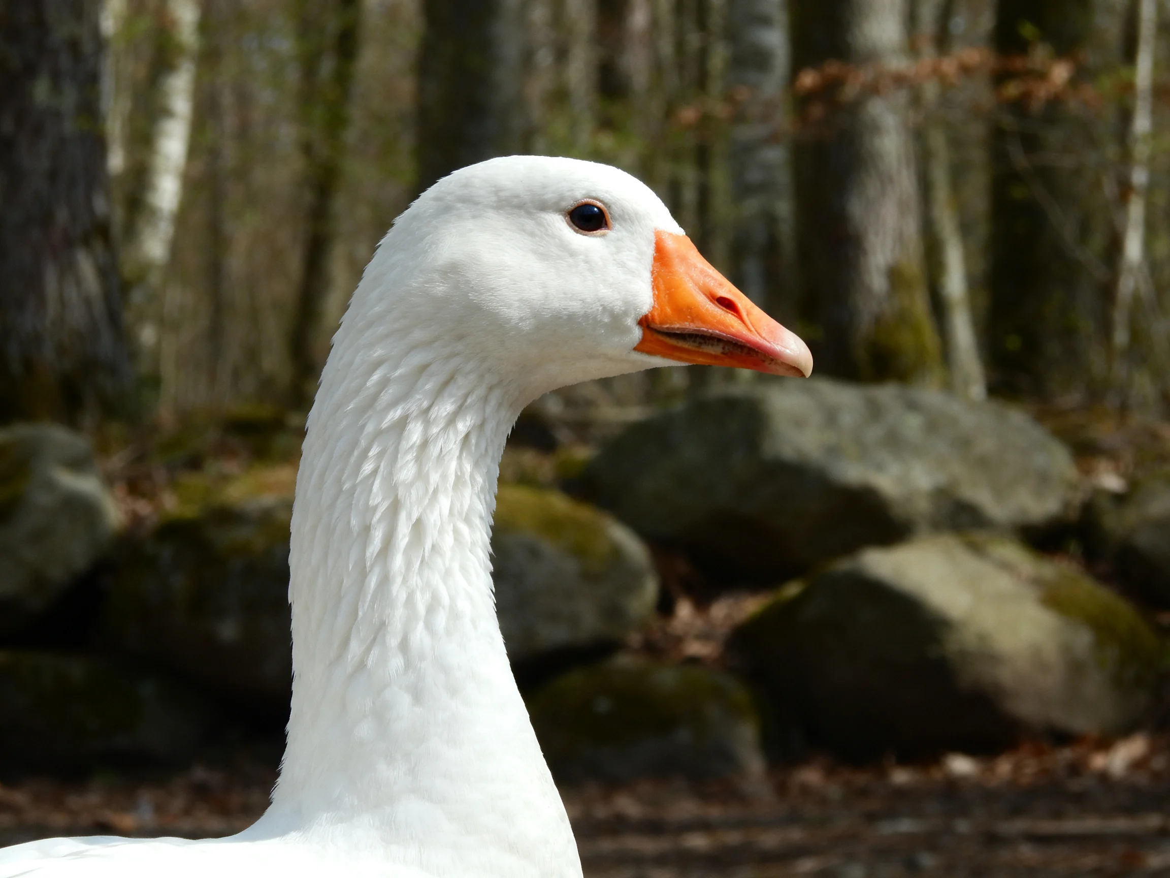 White goose with orange beak near moss-covered rocks and trees