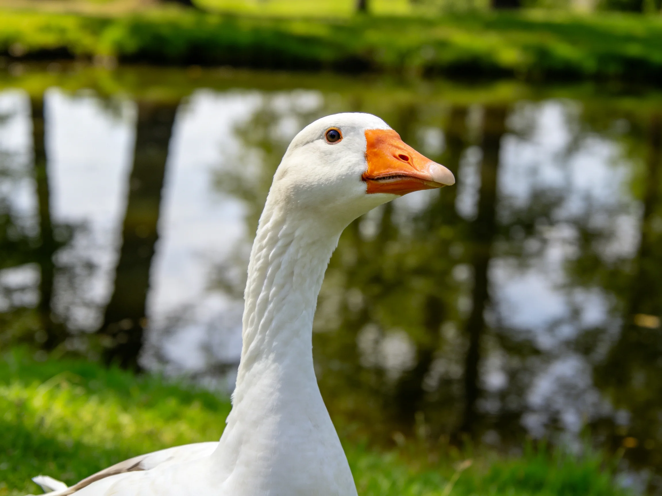 White goose with orange beak near reflective pond