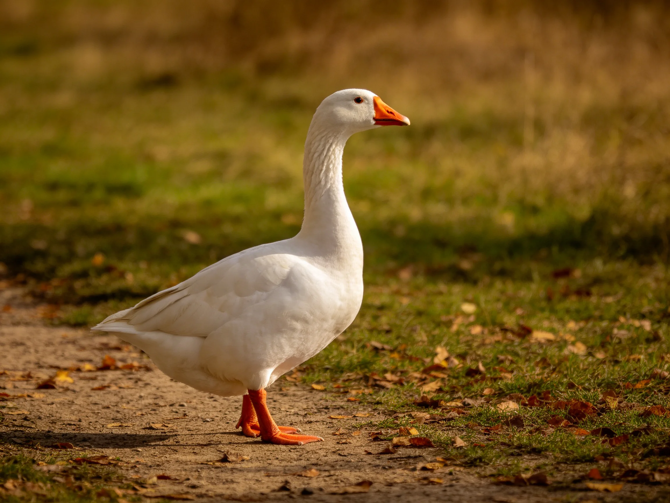 White goose with orange beak on dirt path near grass