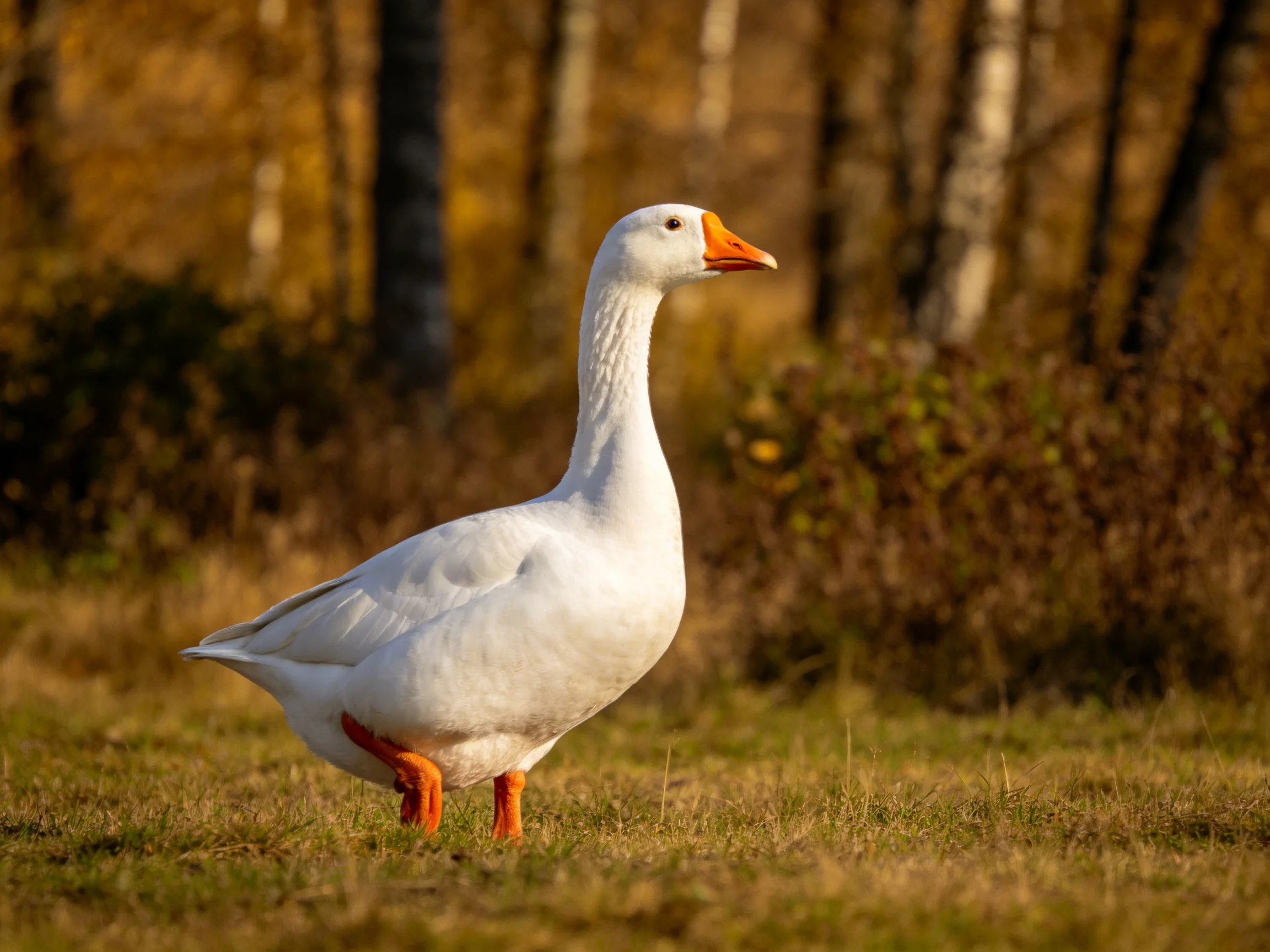 White goose with orange beak on golden grass near autumn trees