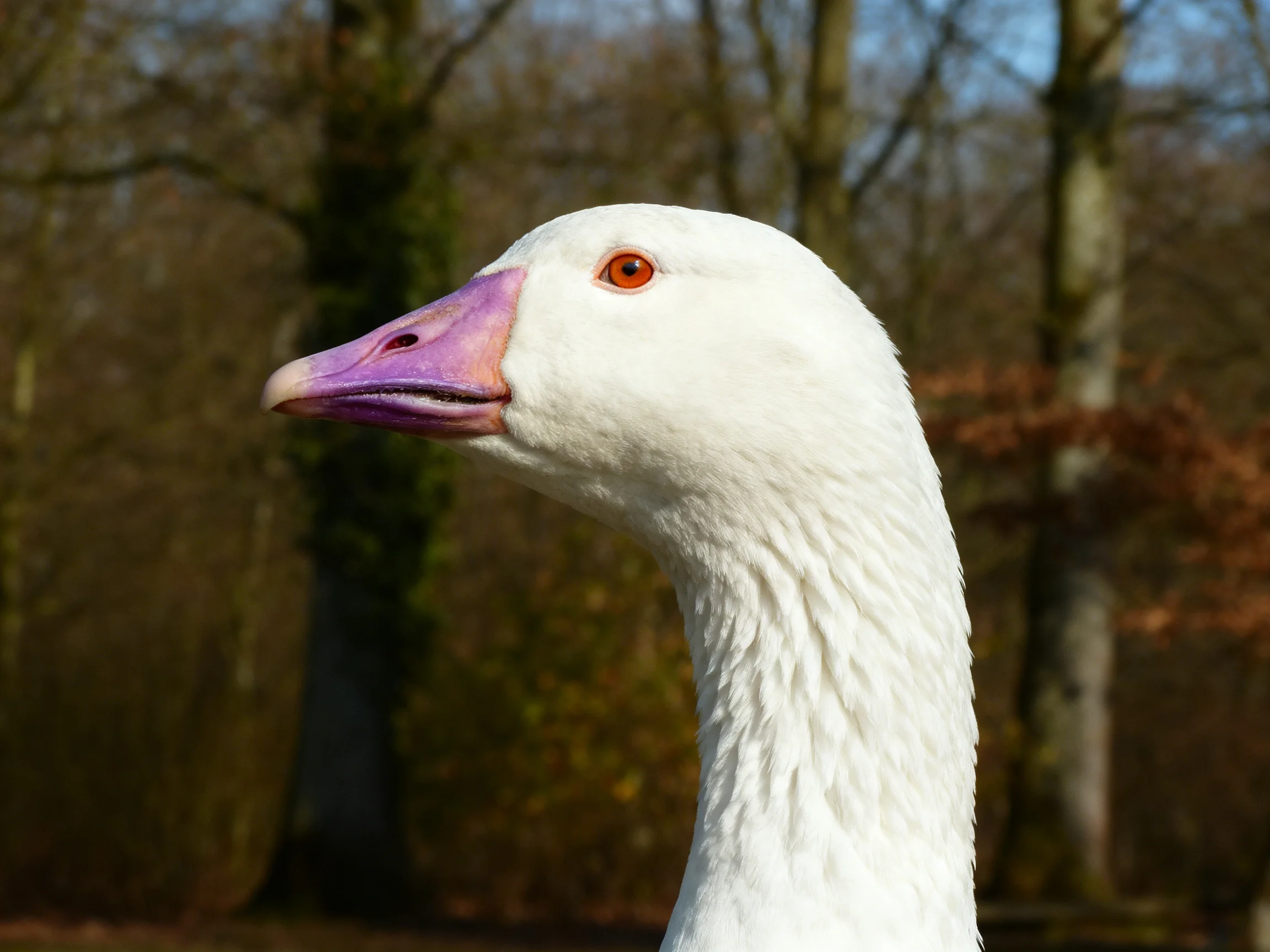 White goose with purple-pink beak near autumnal trees