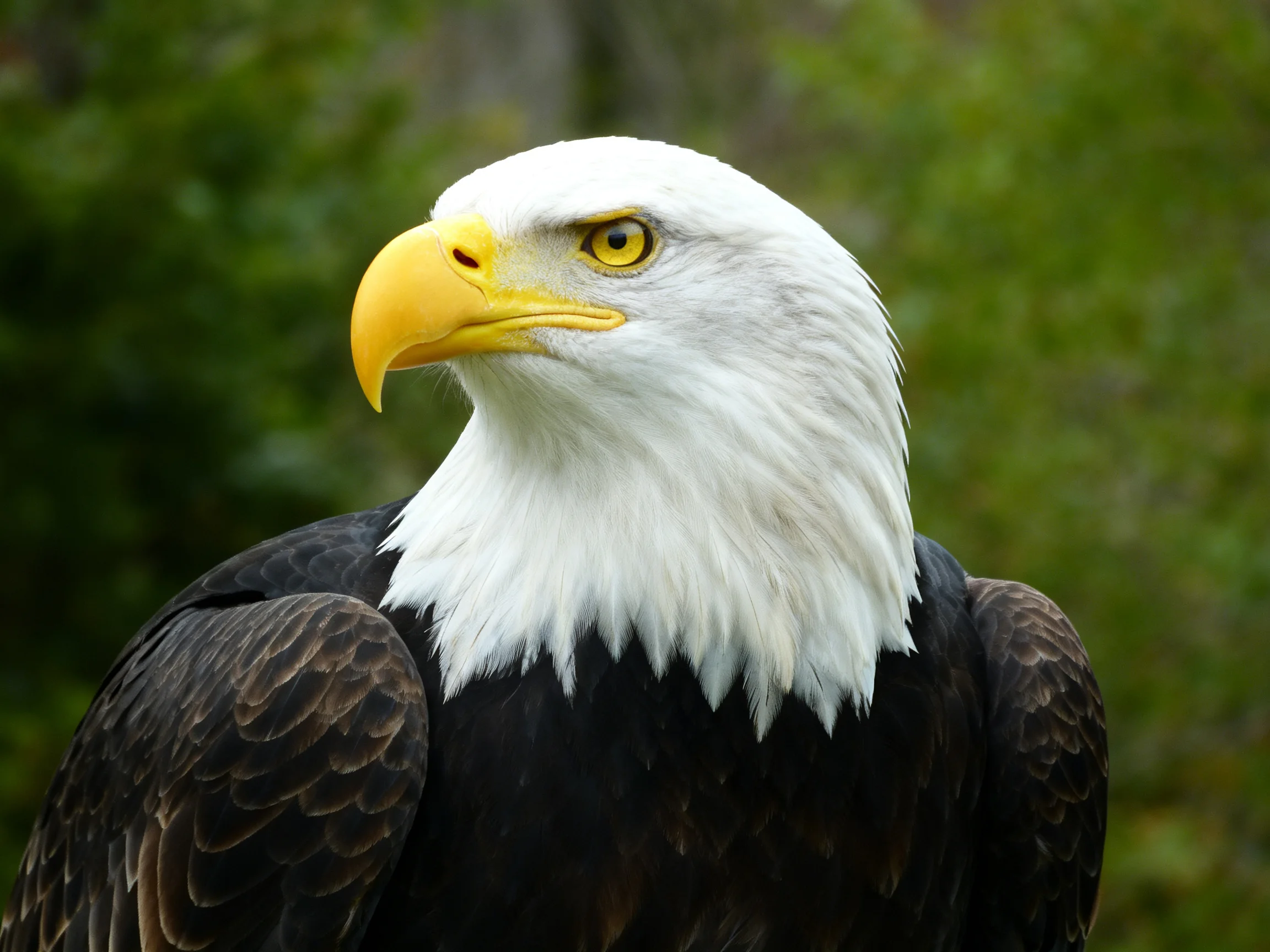 White-headed bald eagle with yellow beak and dark wings