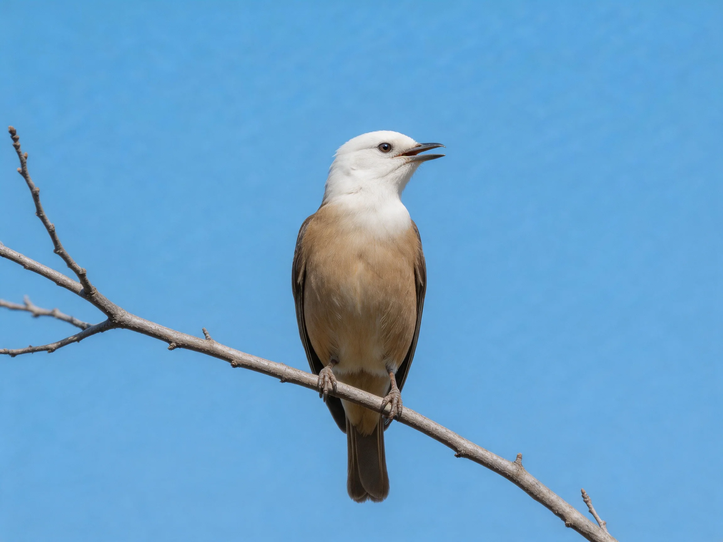 White-headed bird perched on bare branch under clear blue sky