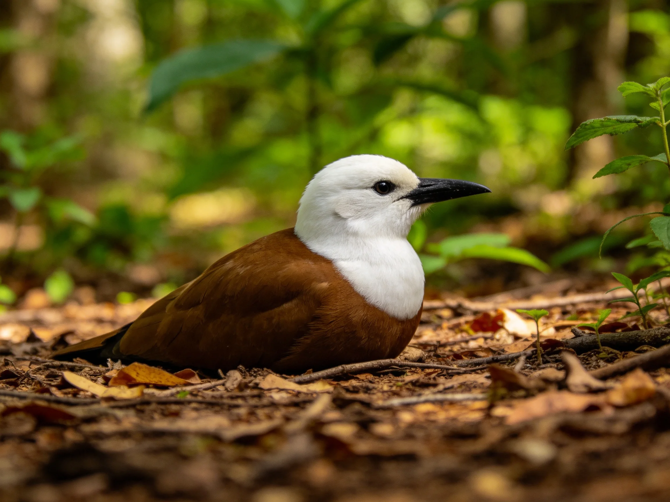 White-headed bird resting on leaf-strewn forest floor