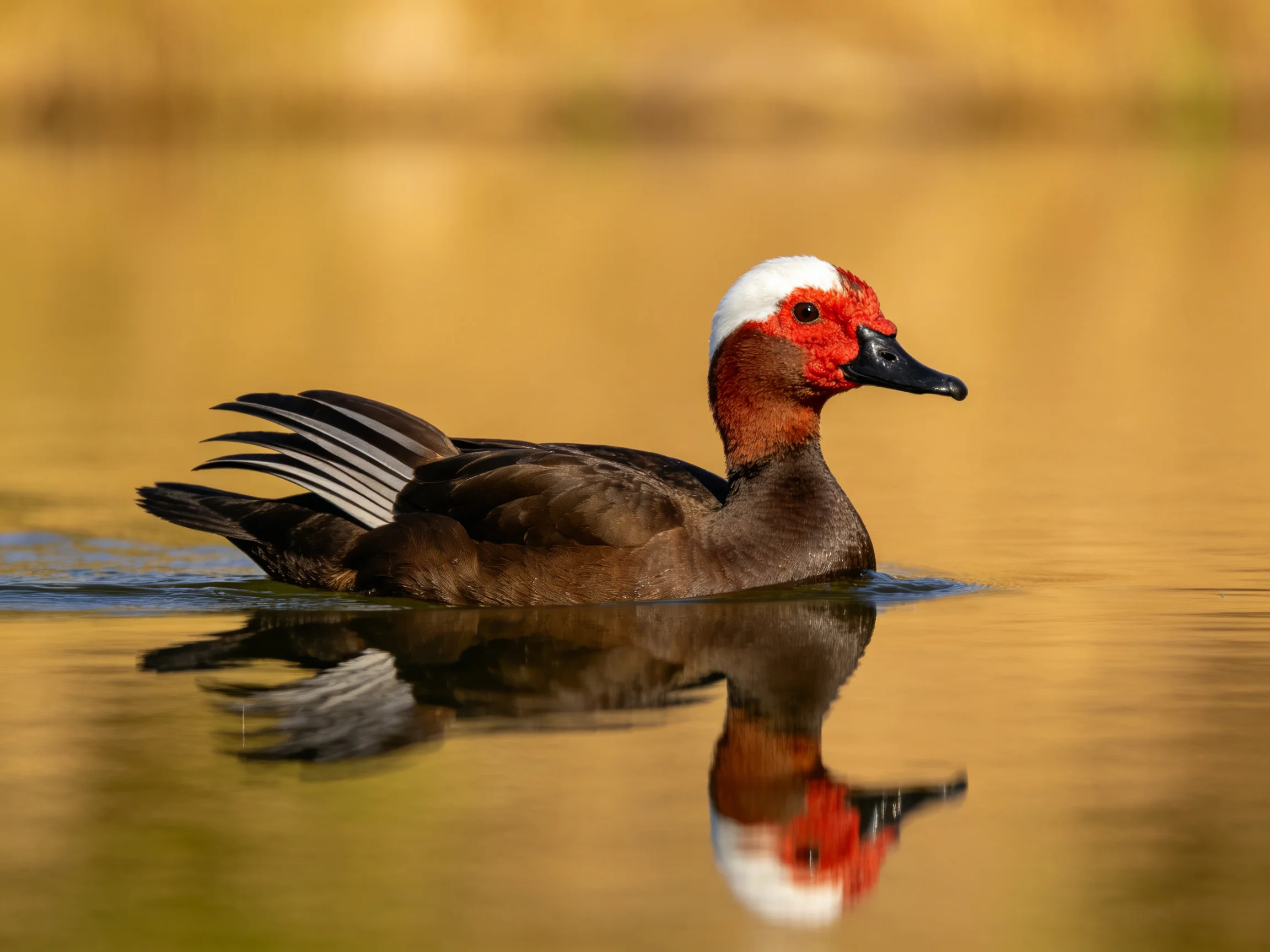 White-headed duck with red facial markings swimming in golden water