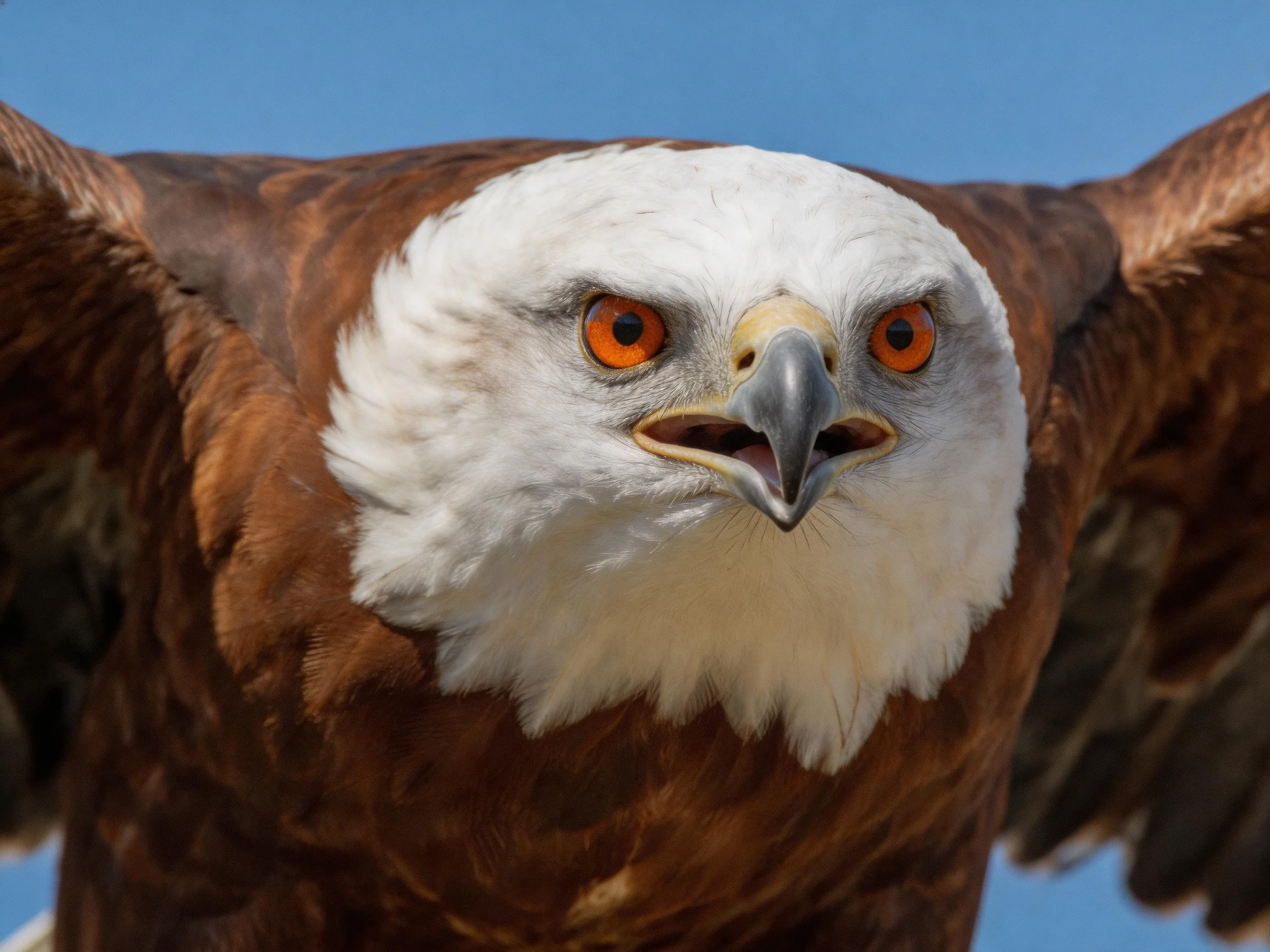 White-headed eagle with brown plumage and vivid orange eyes