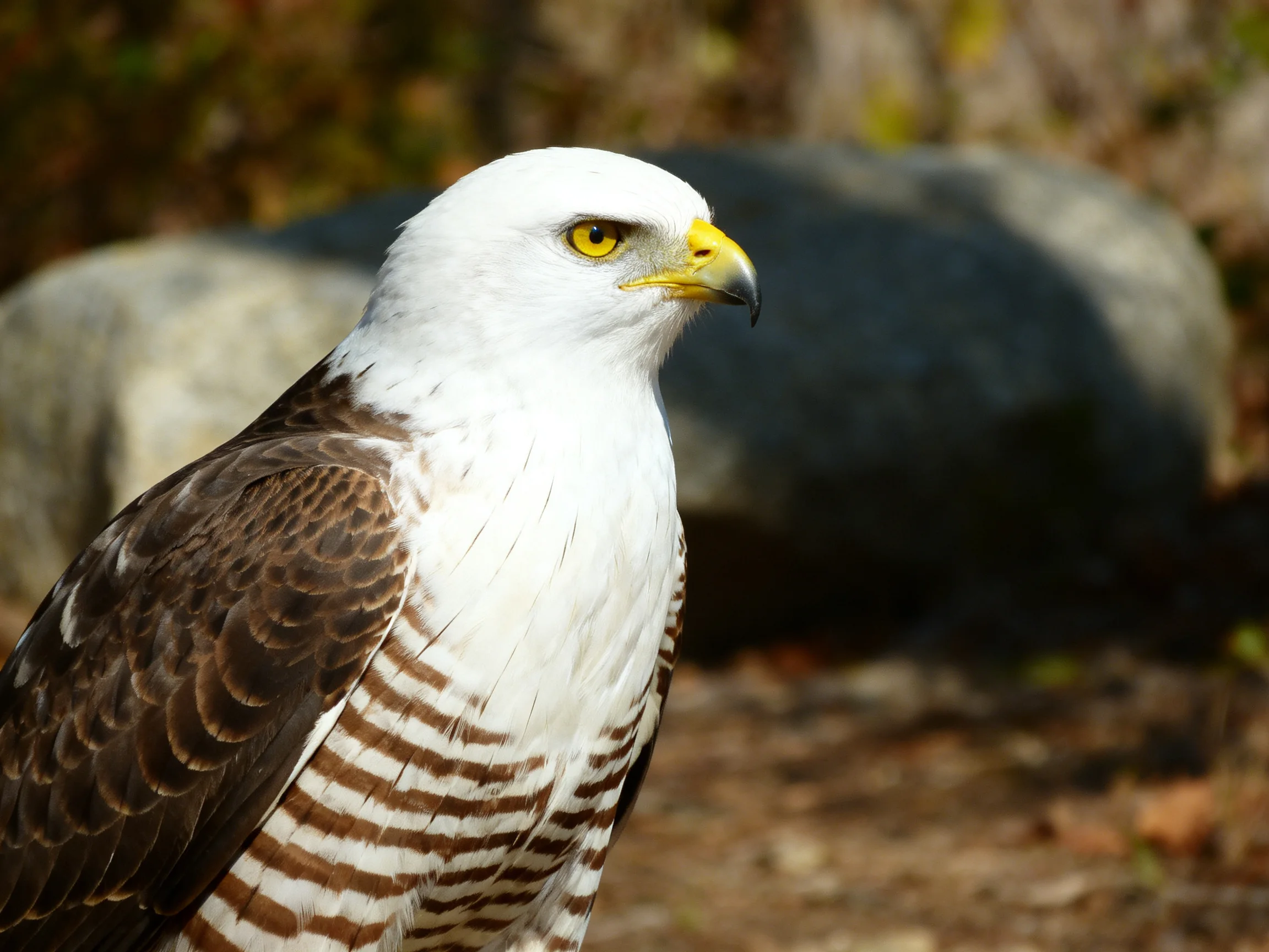 White-headed raptor with brown patterned wings and striped chest