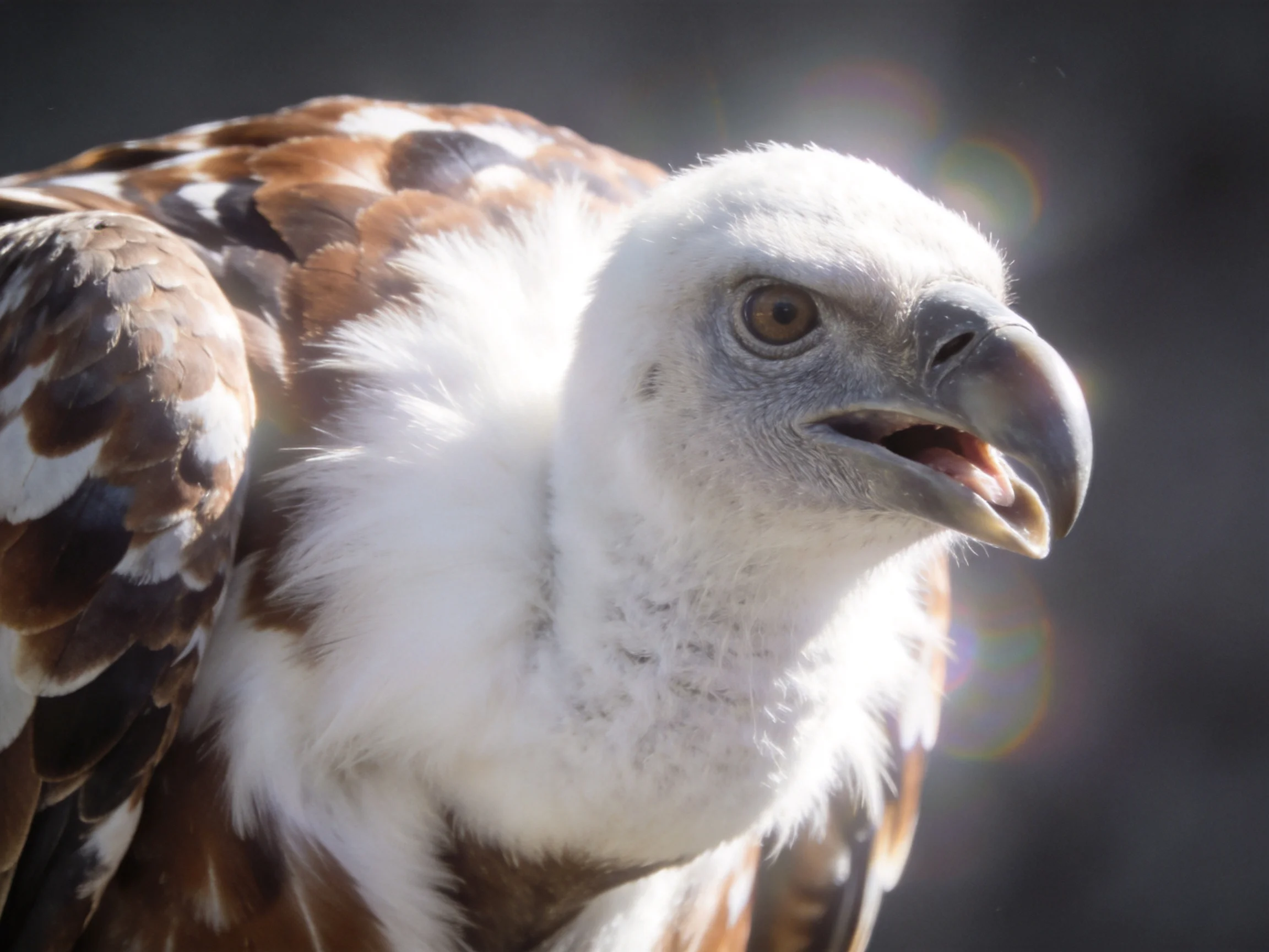 White-headed vulture with brown and white plumage