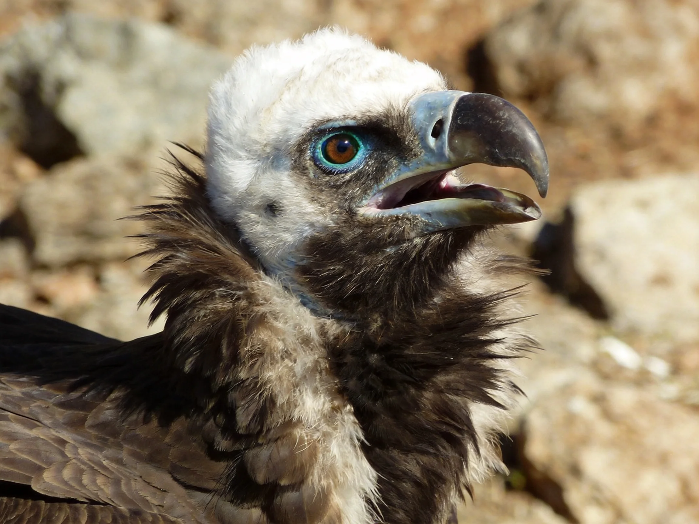 White-headed vulture with dark plumage near rocky area