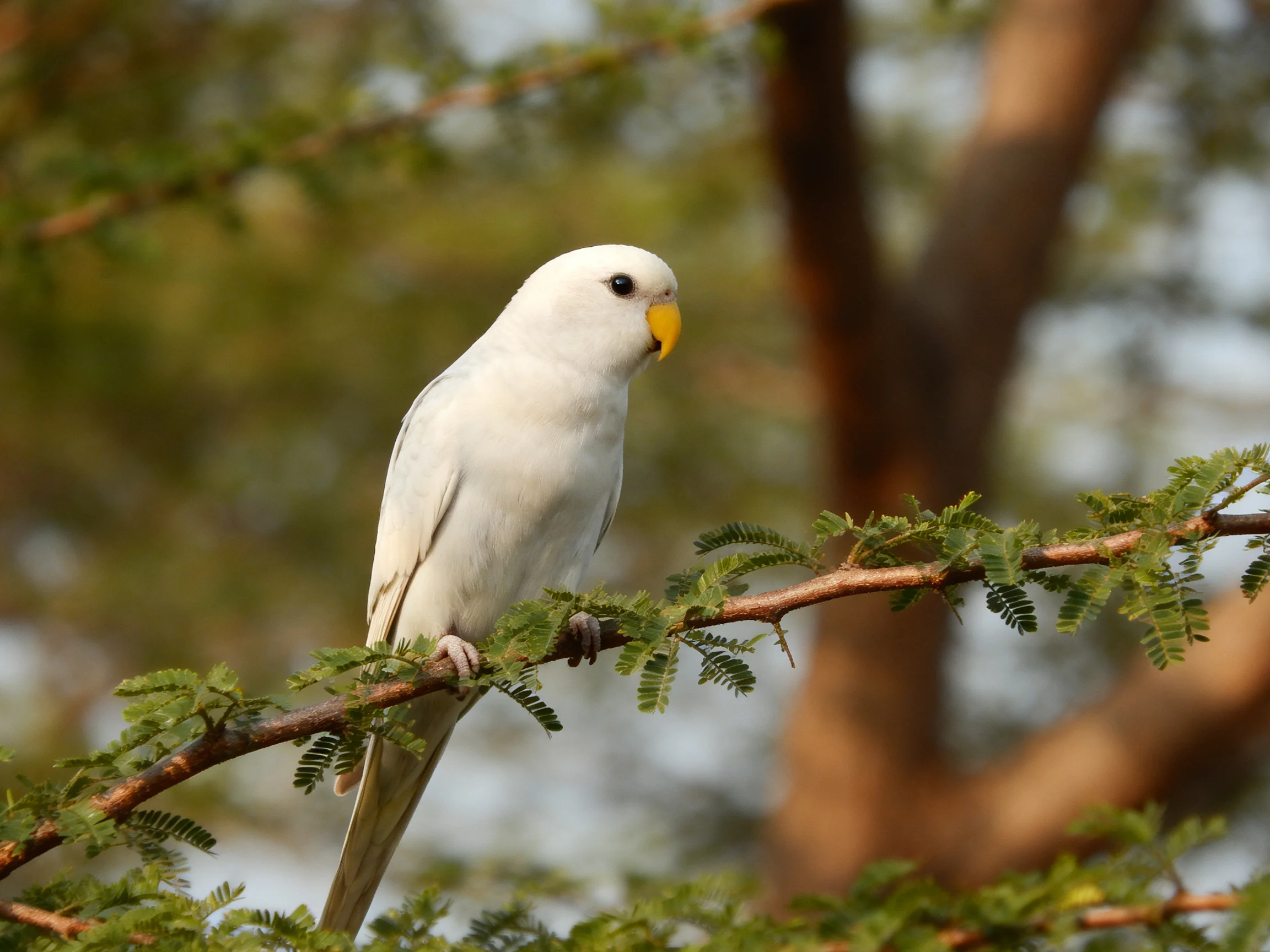 White parrot with yellow beak perched on leafy branch