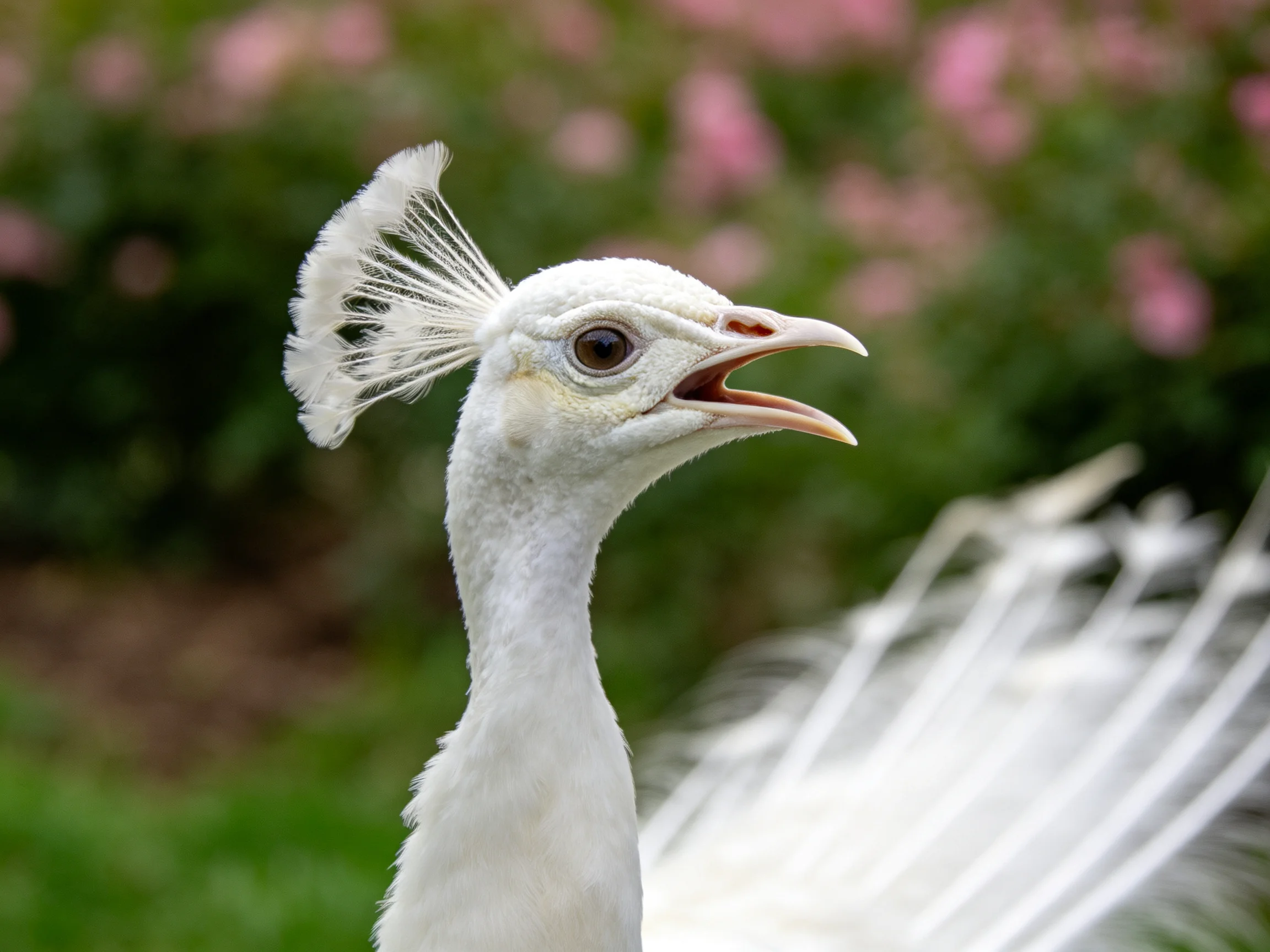 White peacock with feathered crest near pink flowers
