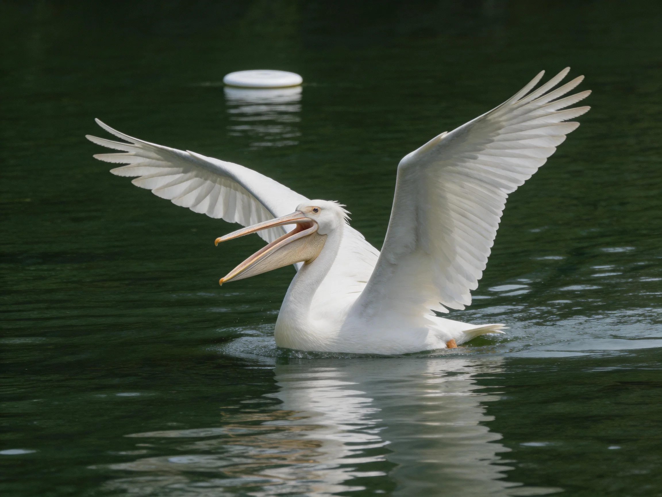 White pelican flapping wings over dark water