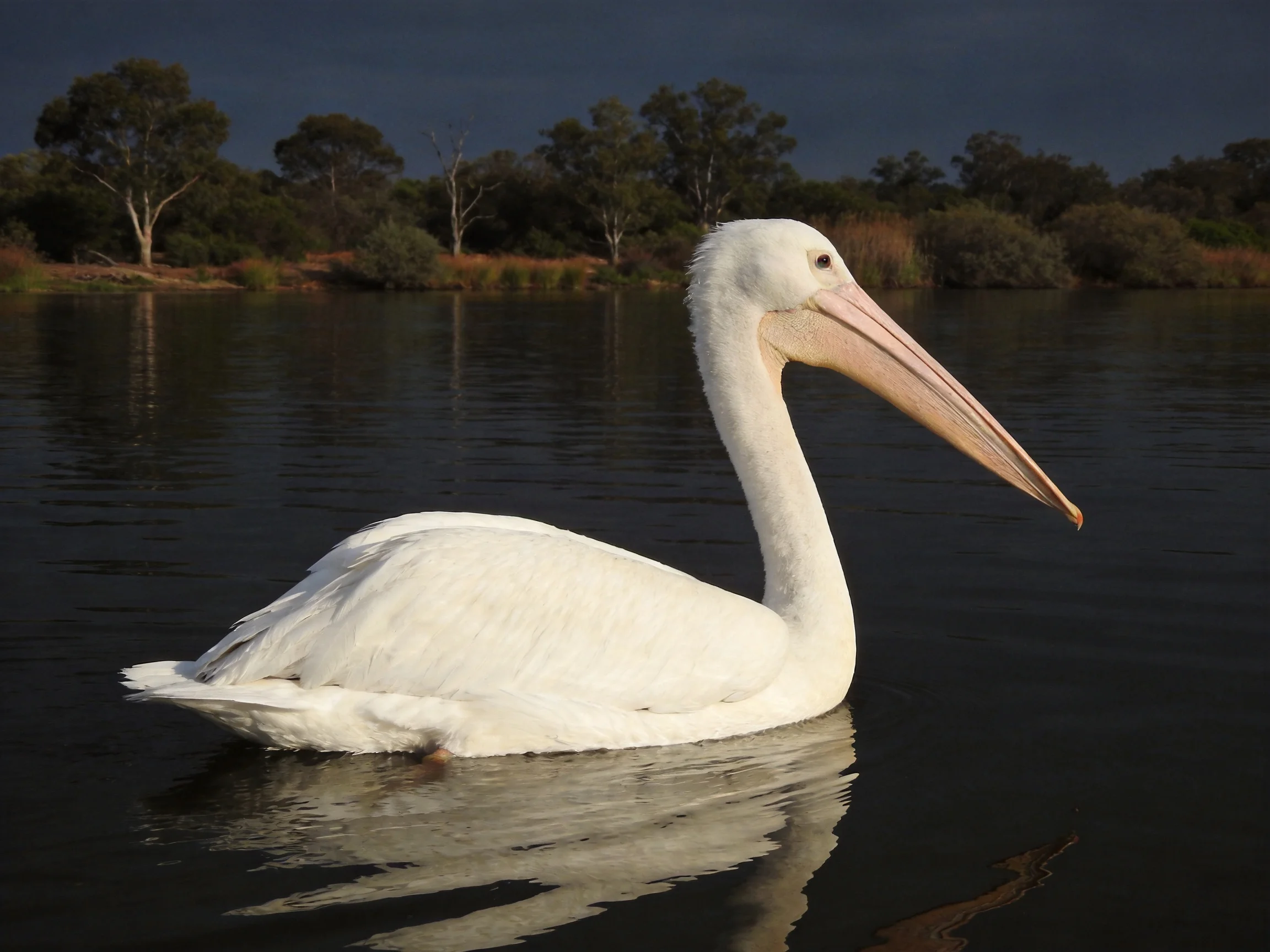 White pelican gliding on dark water near trees